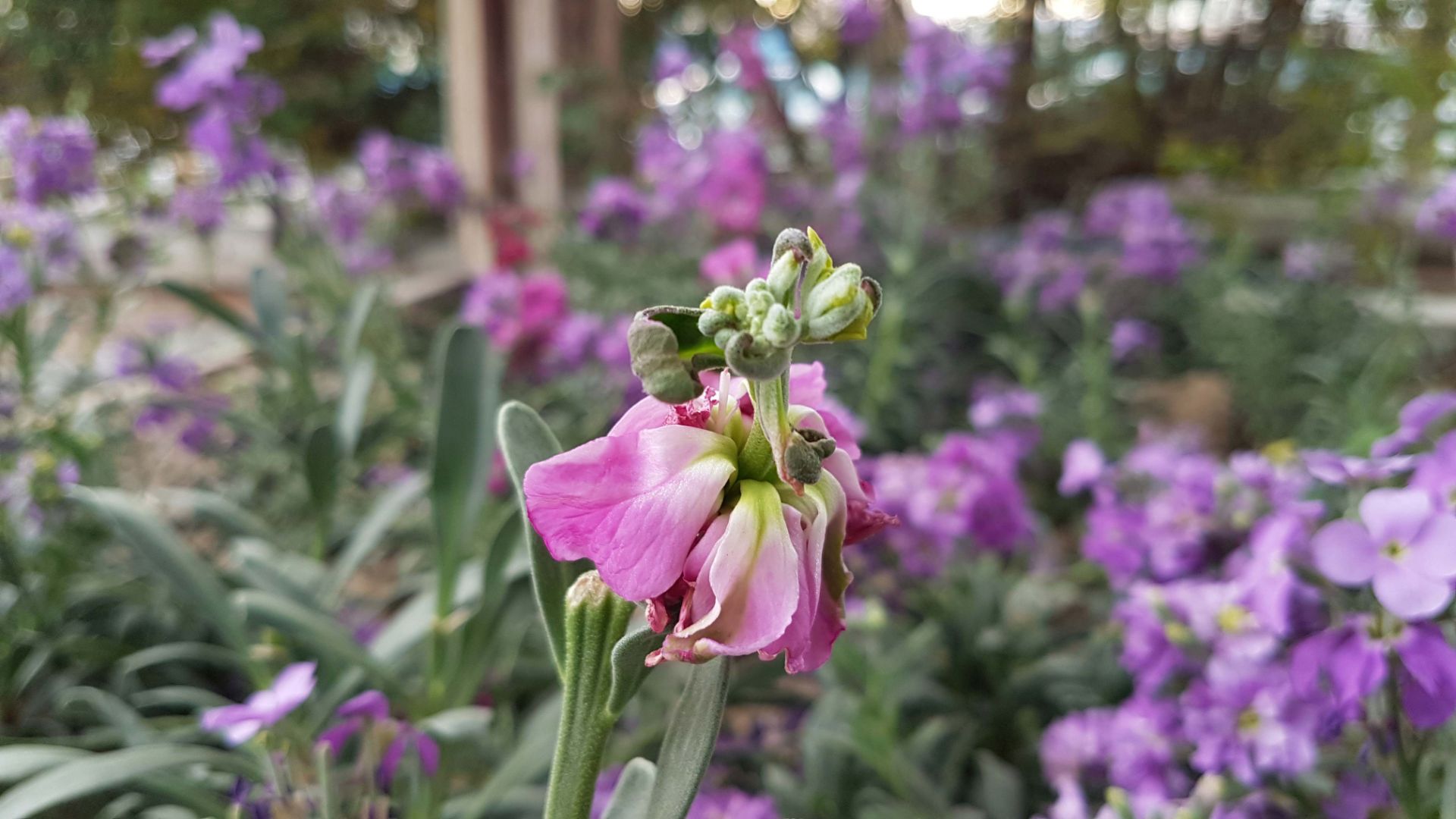 نمونه عکس دوربین گلکسی اس 7