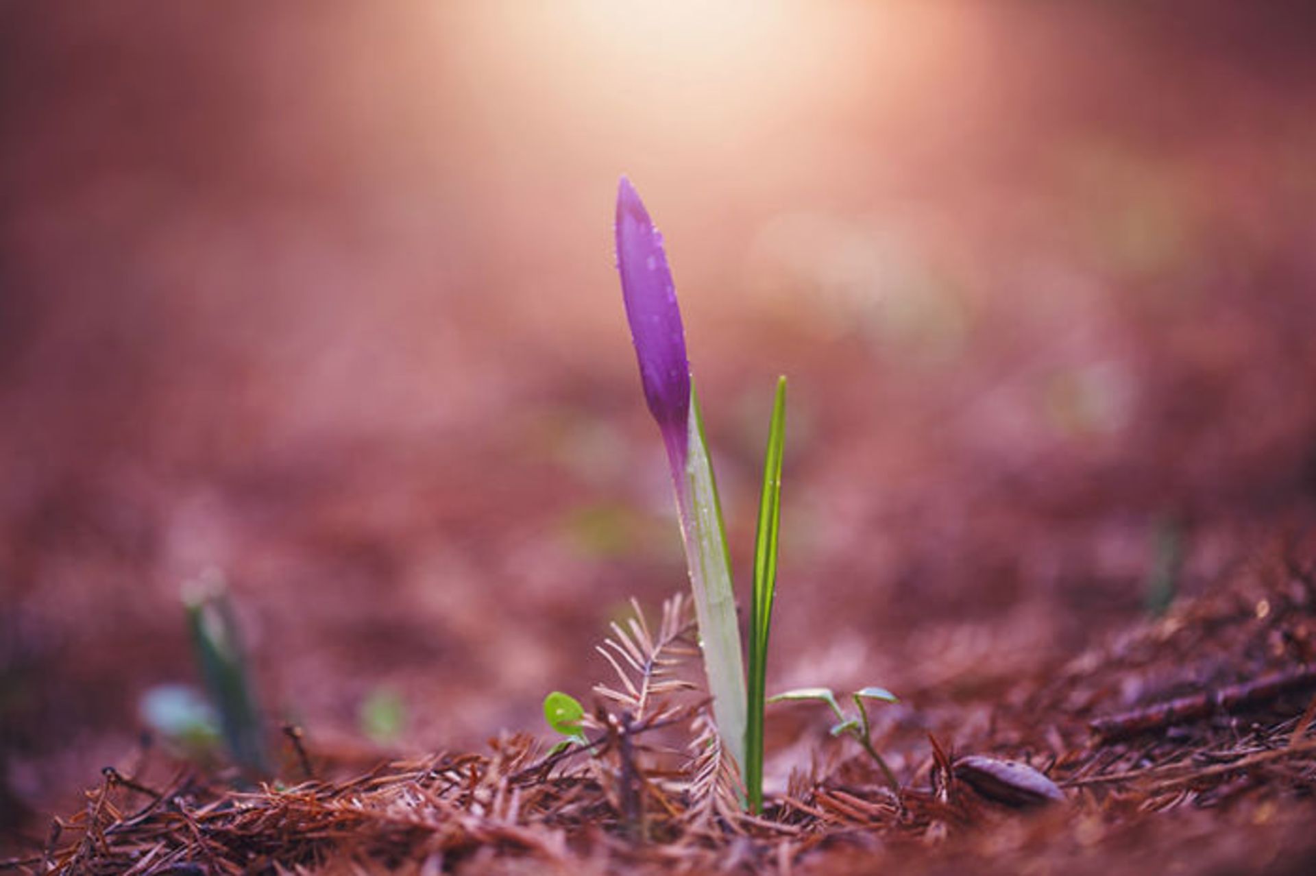 عکاسی از گل‌های کمیاب بهاری