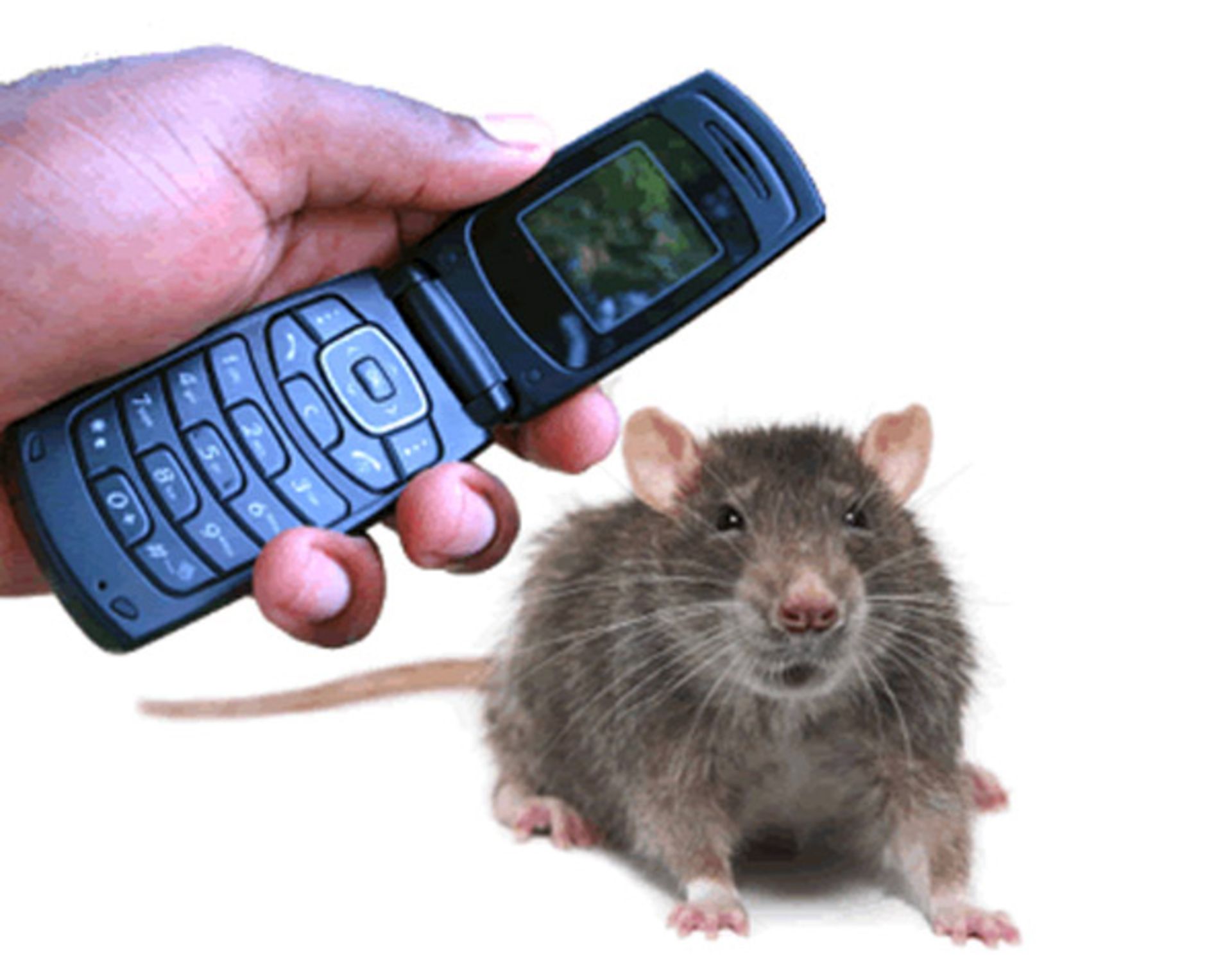 آزمایش بر روی موش ها 