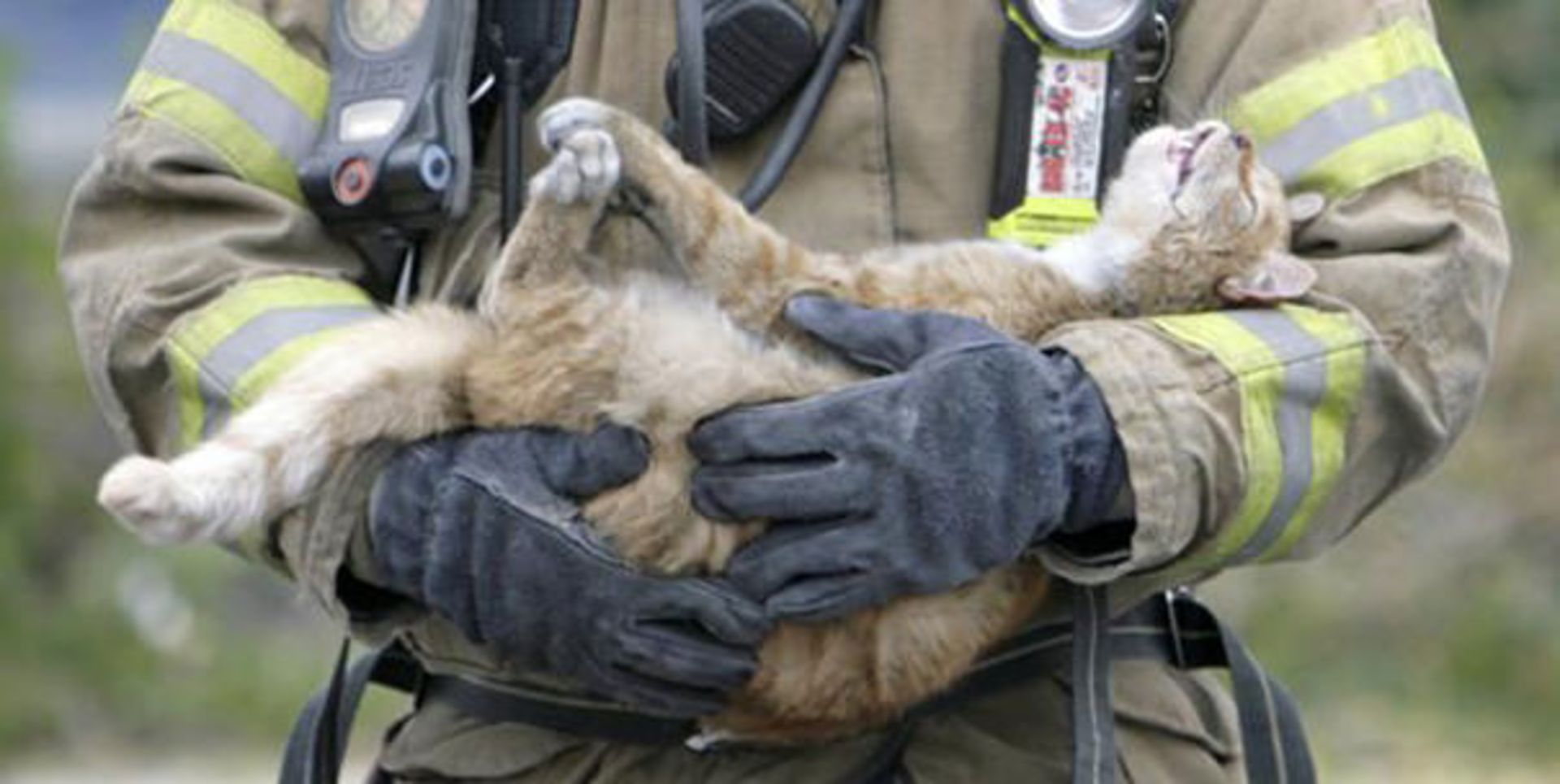 نجات جان حیوانات خانگی توسط آتش‌نشانان