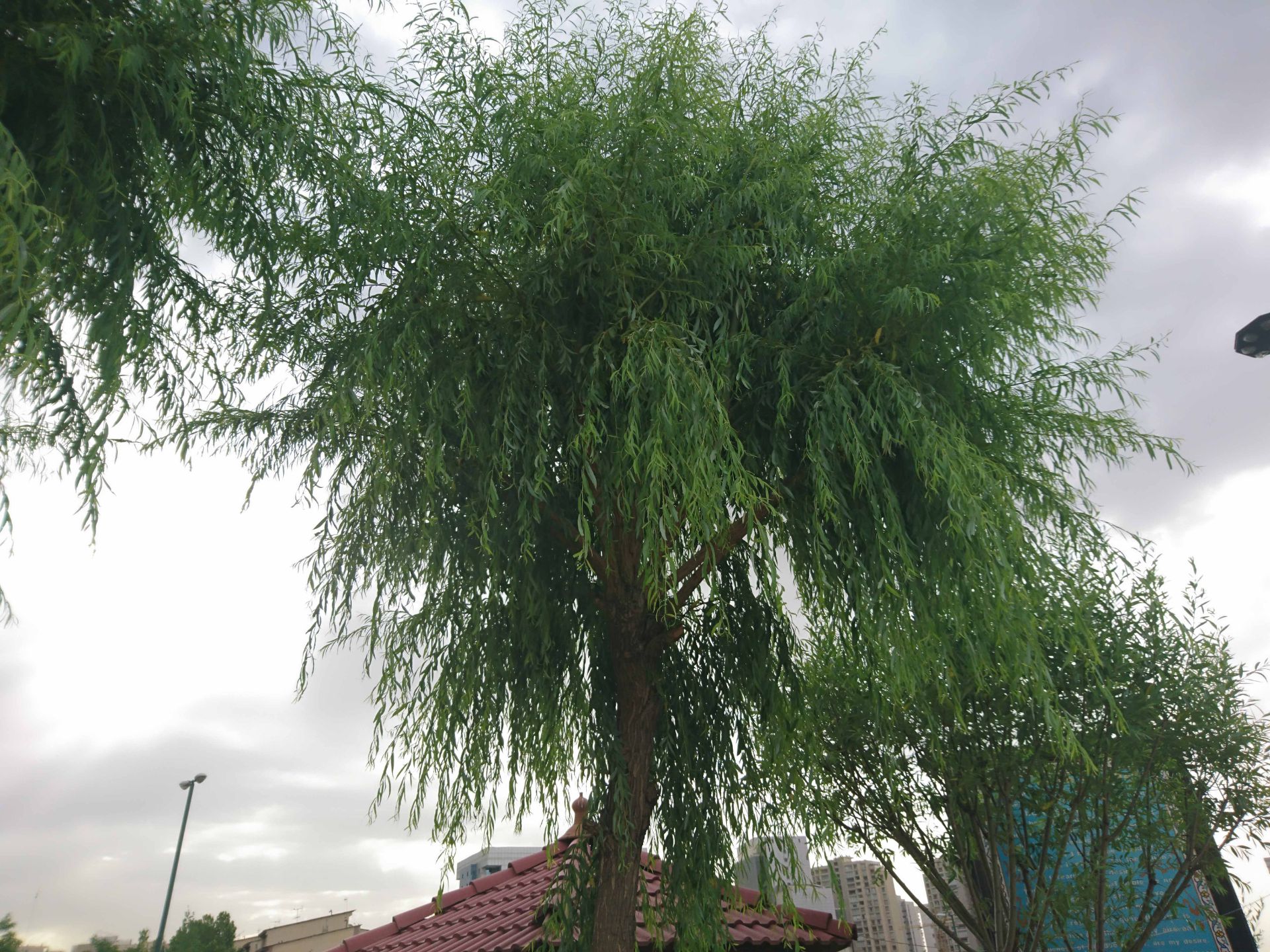 نمونه عکس اکسپریا ایکس