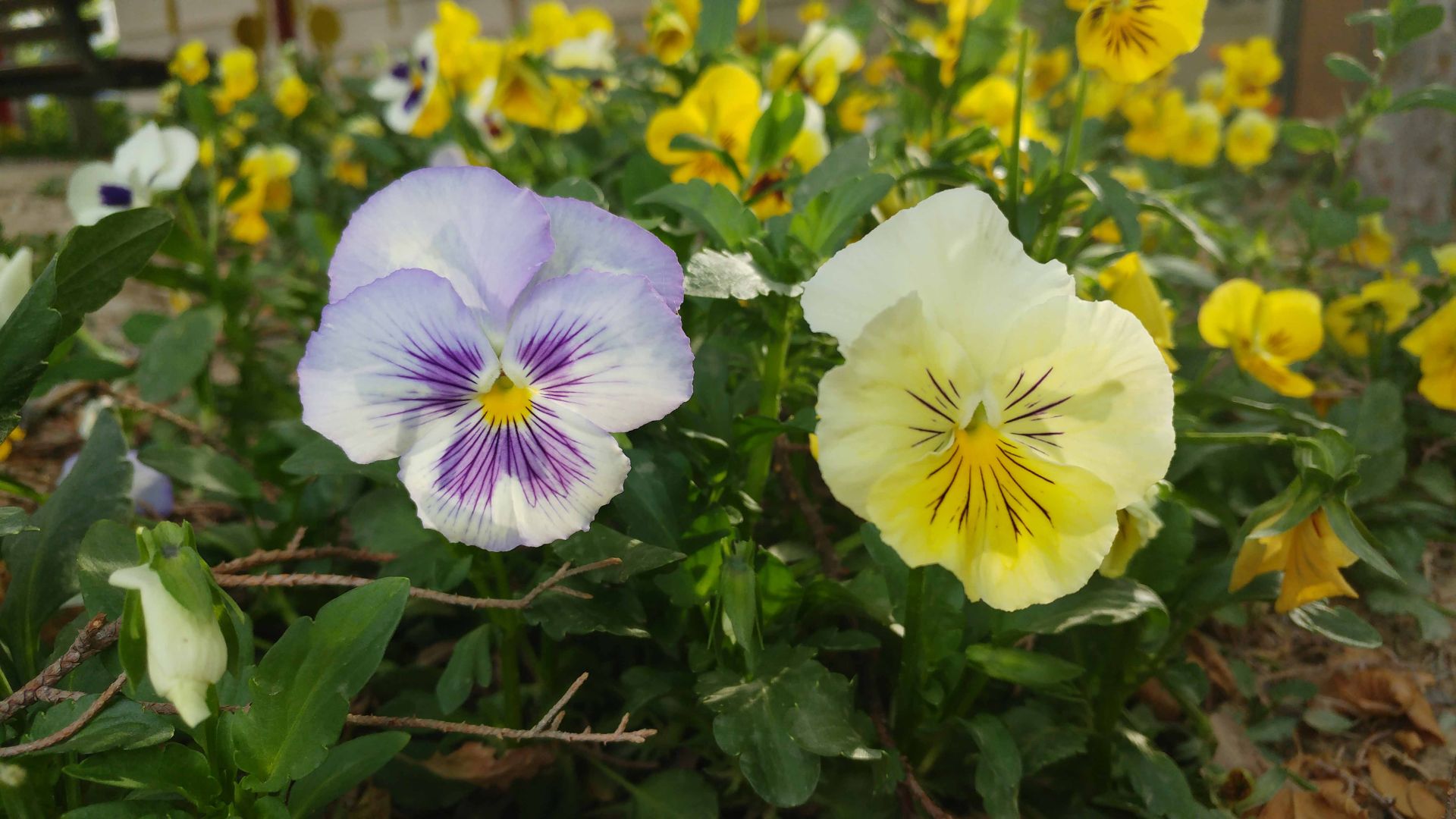 نمونه عکس ال جی جی 5