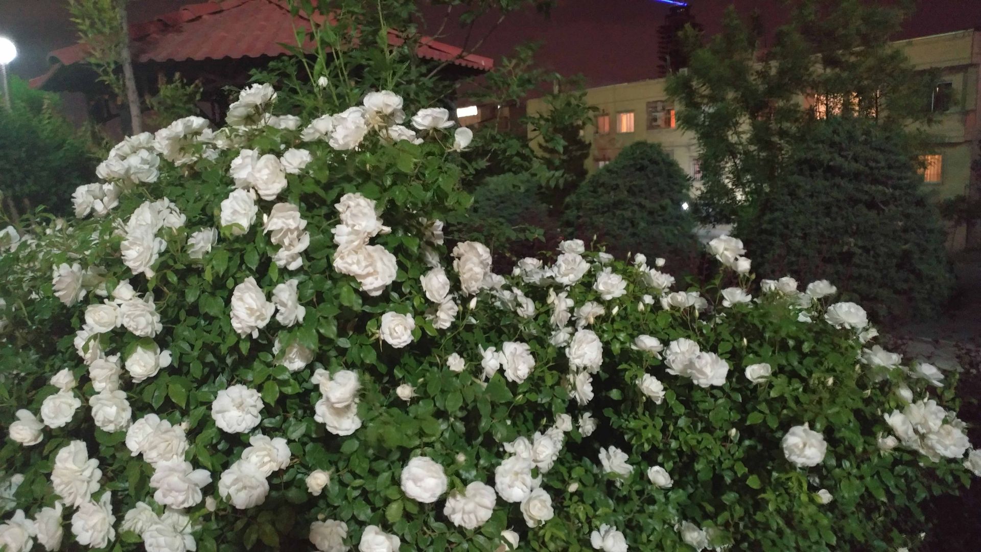 نمونه عکس ال جی جی 5