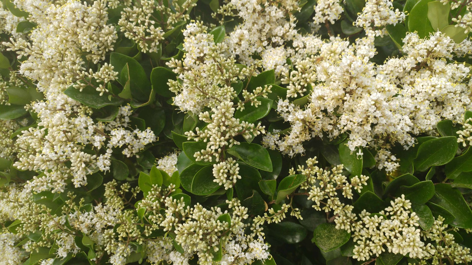 نمونه عکس ال جی جی 5