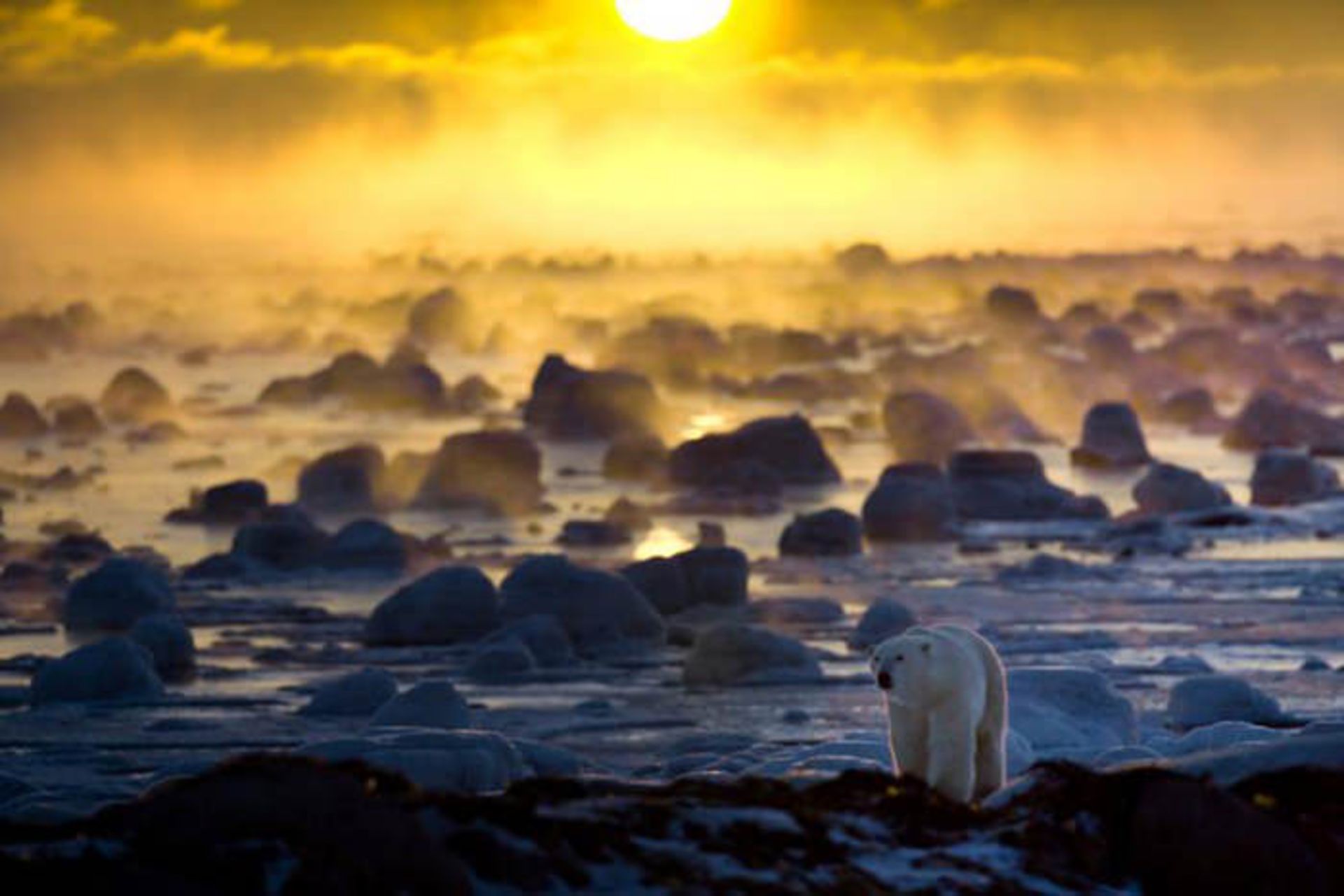 زیستگاه خرس‌های قطبی در مانیتوبای کانادا