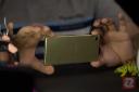 Xperia X / اکسپریا ایکس
