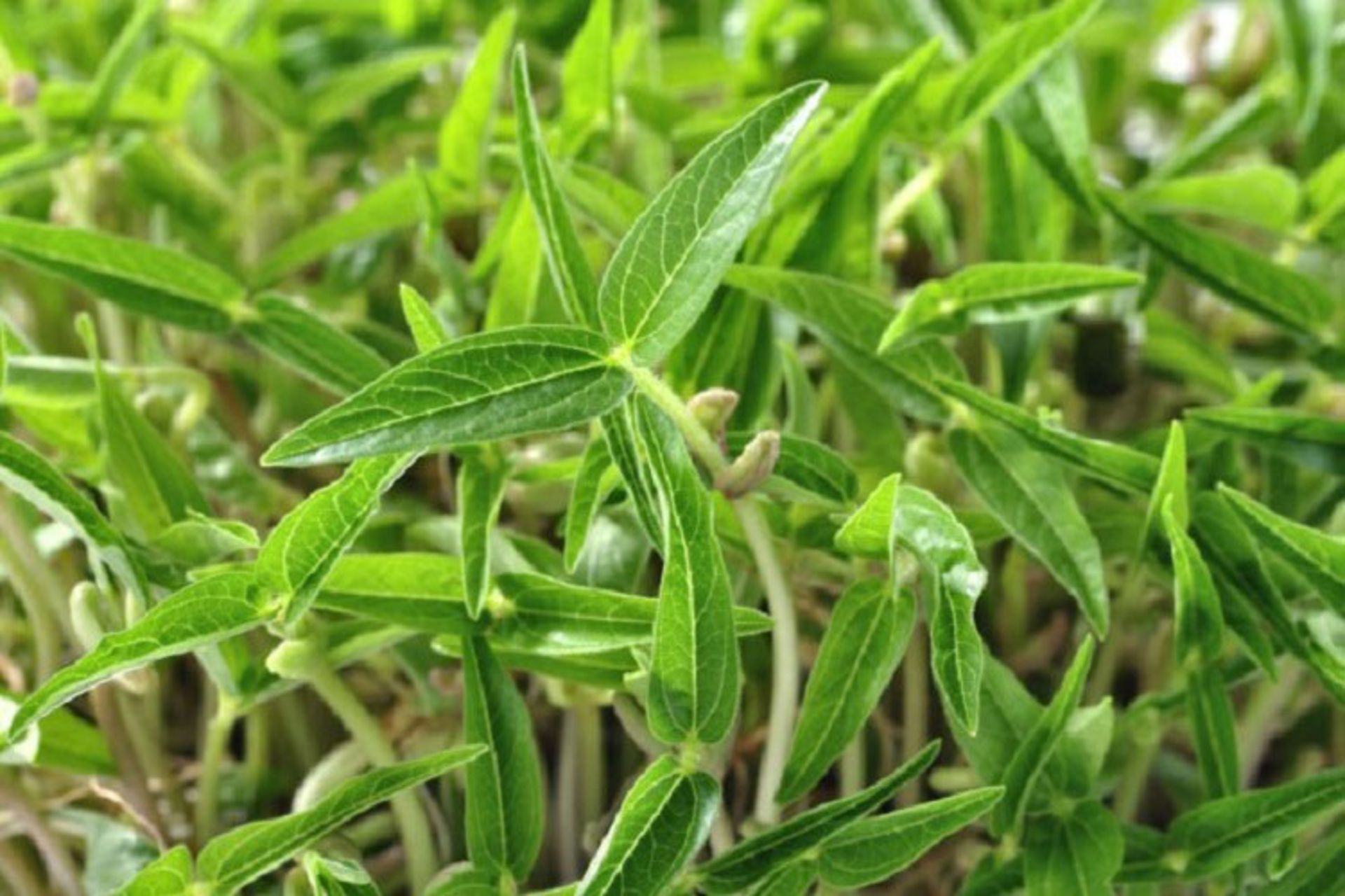 نانوتکنولوژی در کشاورزی