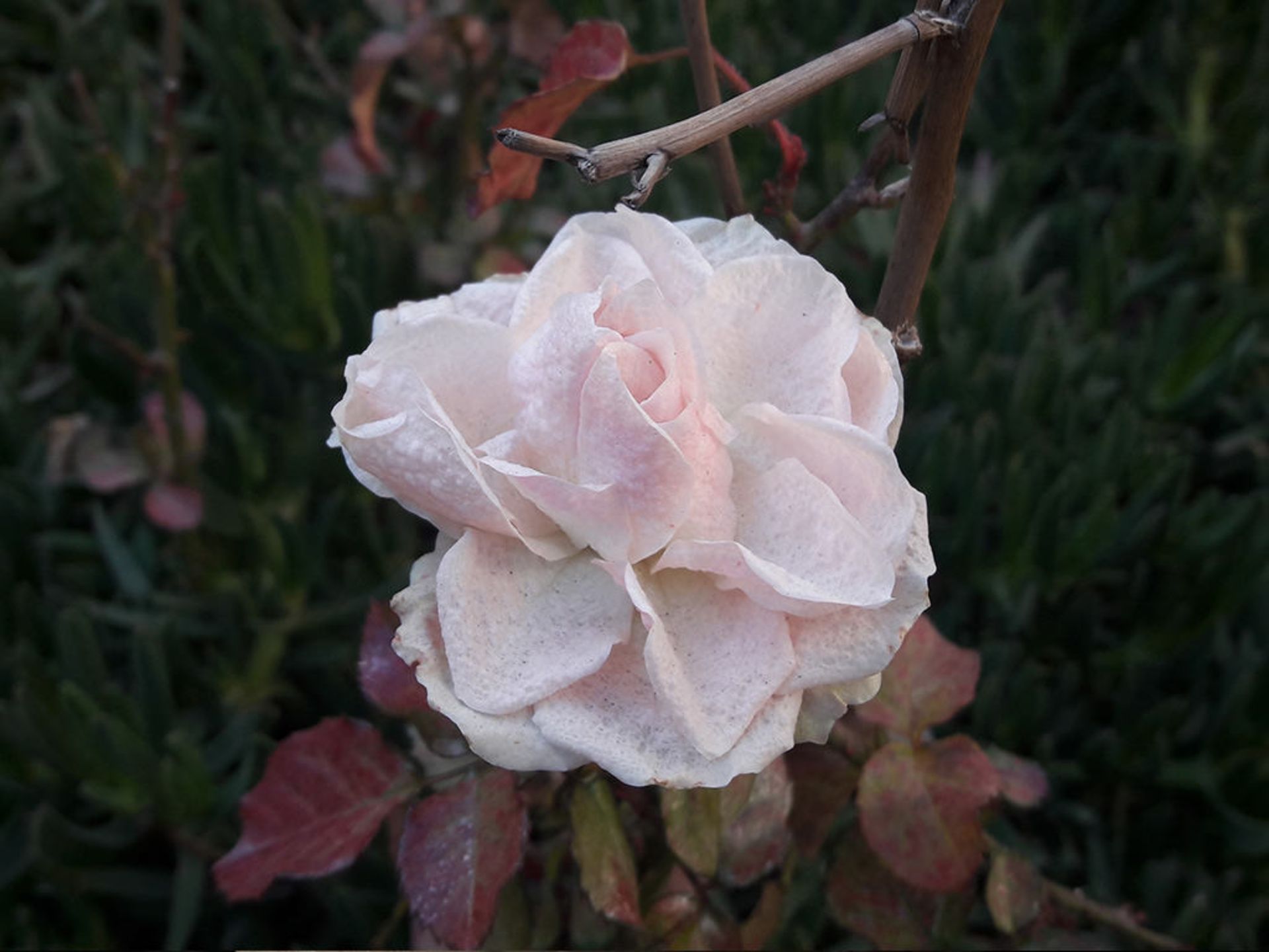 نمونه تصاویر گلکسی A9