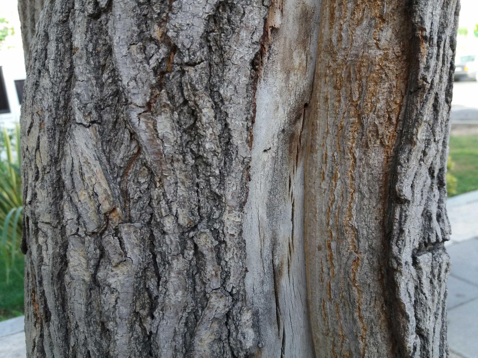 نمونه تصاویر گلکسی A9