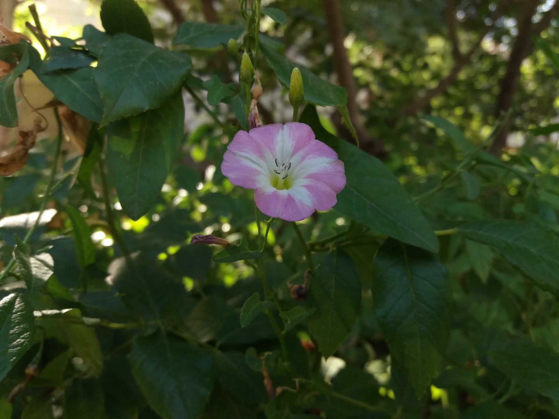 نمونه تصاویر گلکسی A9