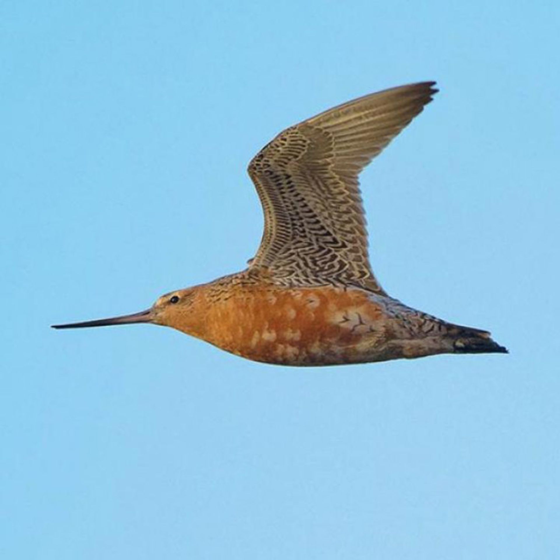 جهت یابی در پرندگان