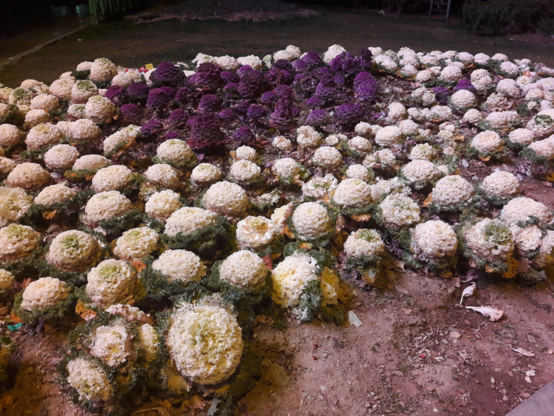 نمونه تصاویر گلکسی A9