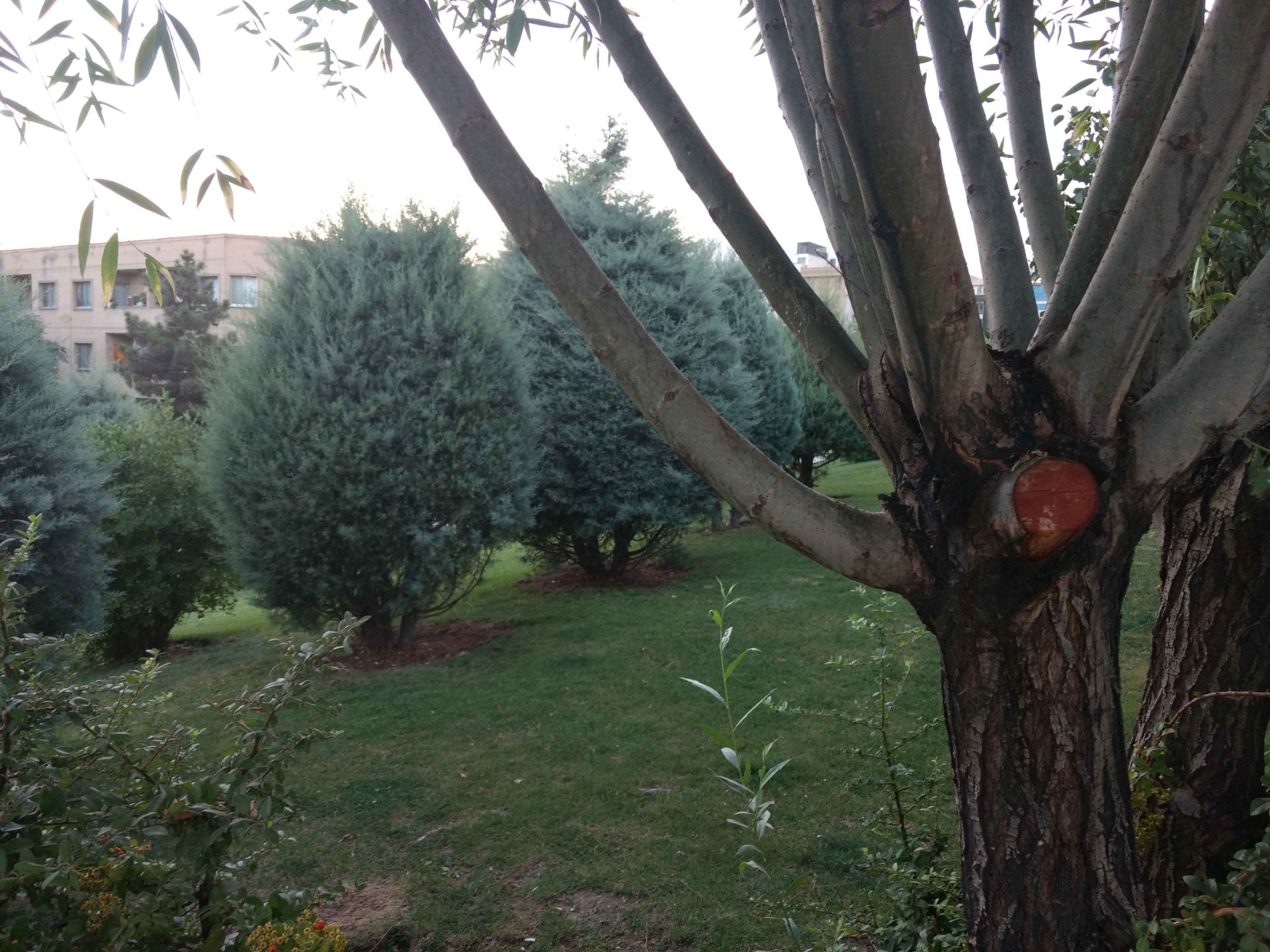 نمونه تصاویر موتو جی 4 