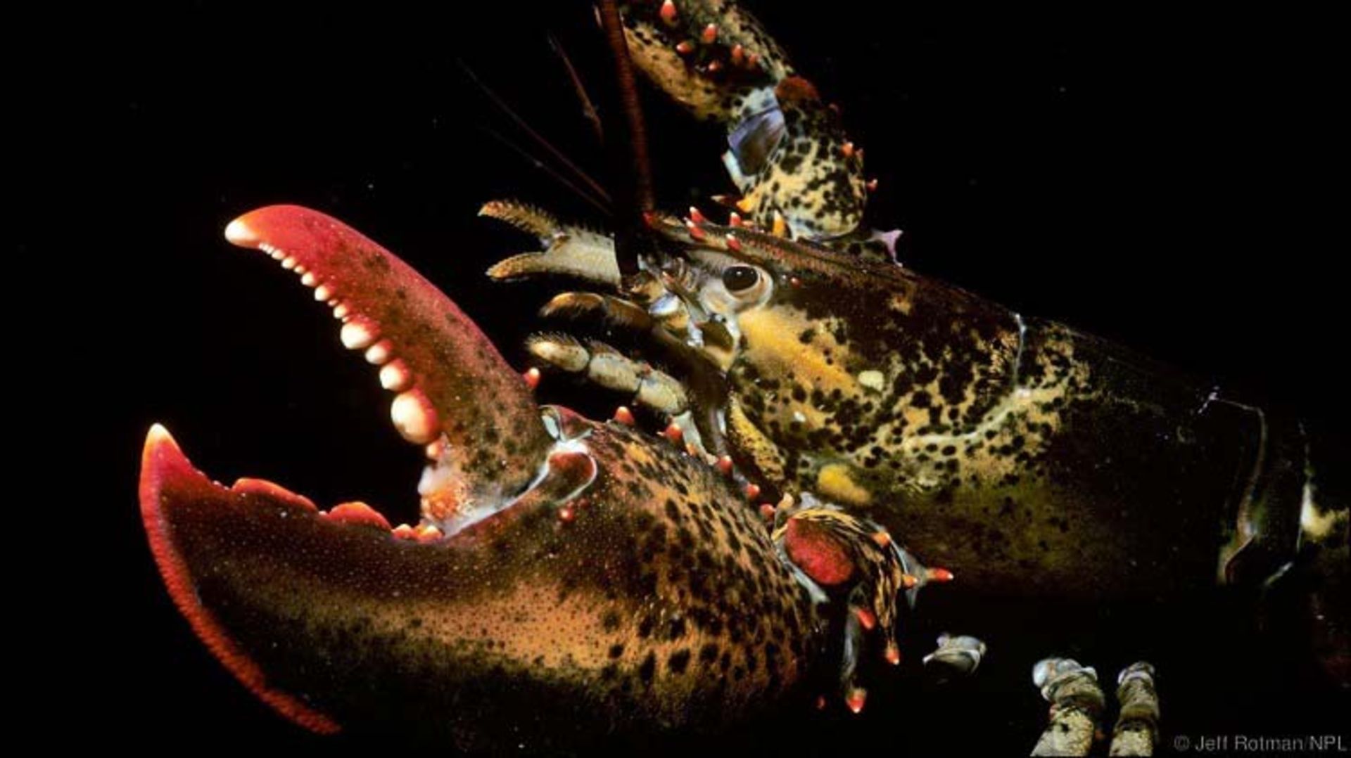 خرچنگ آمریکایی