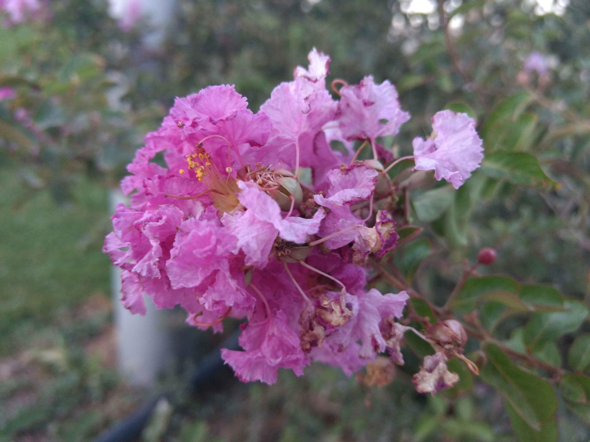 نمونه تصاویر موتو جی 4 