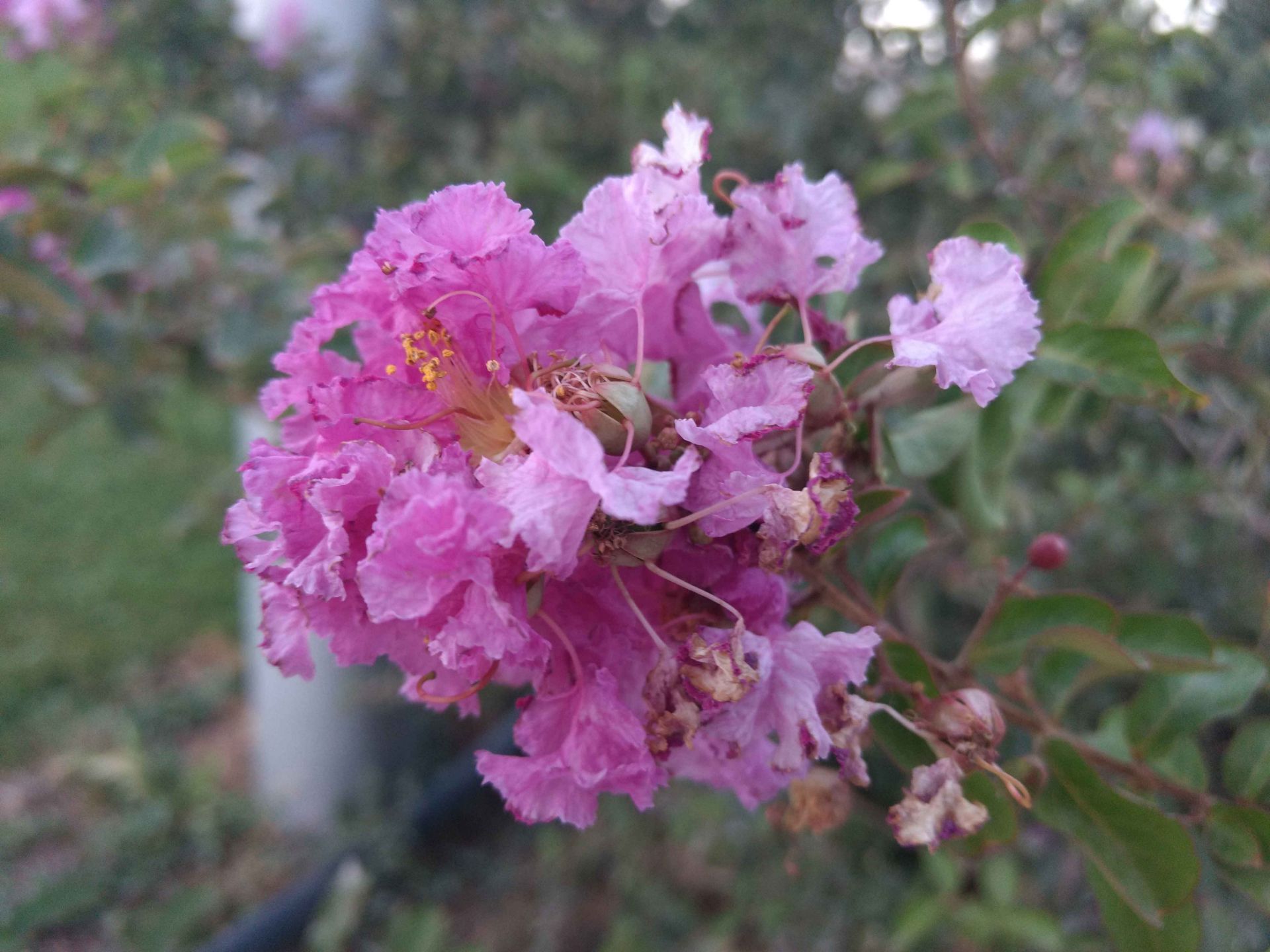 نمونه تصاویر موتو جی 4 