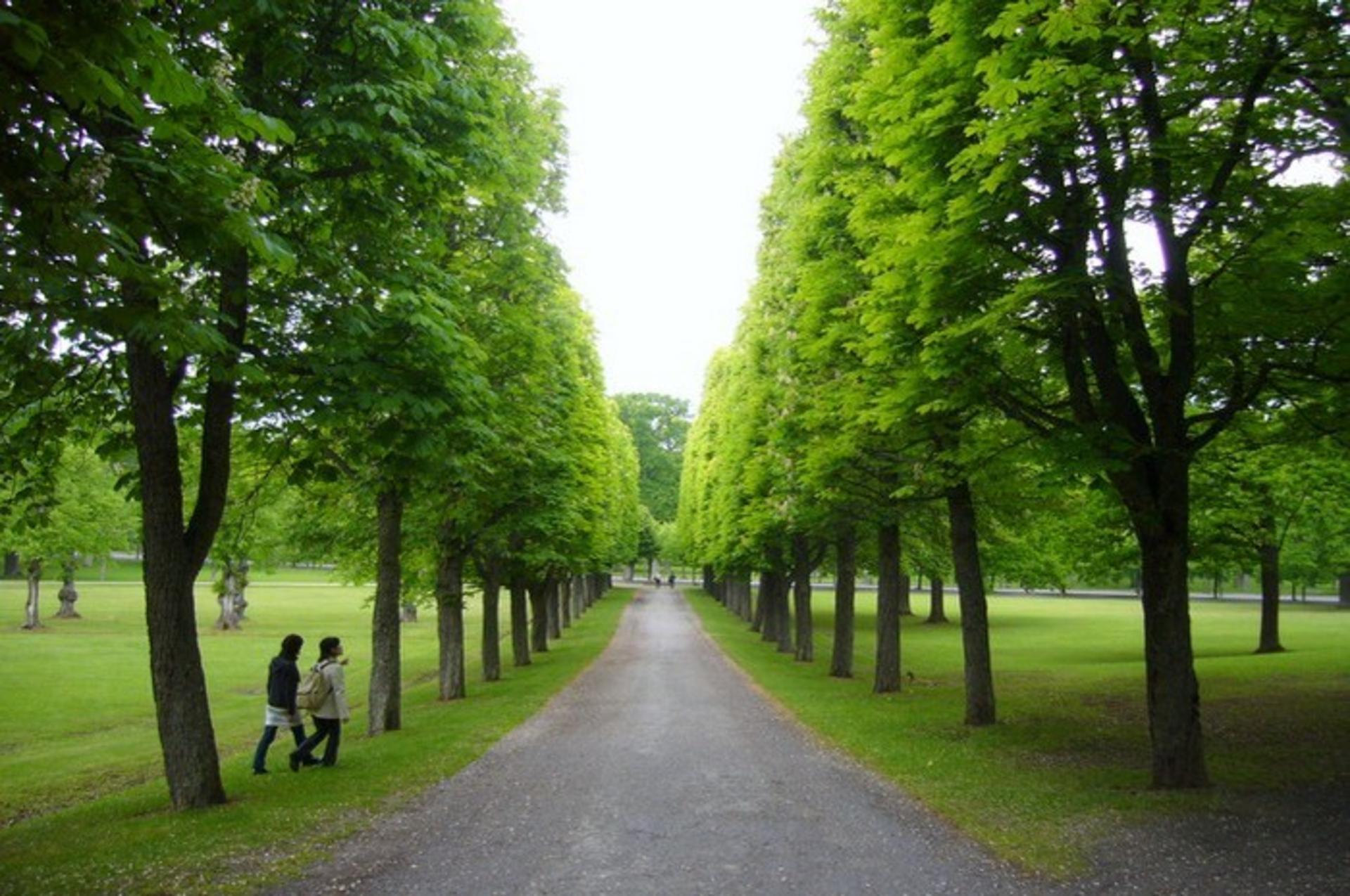 tree