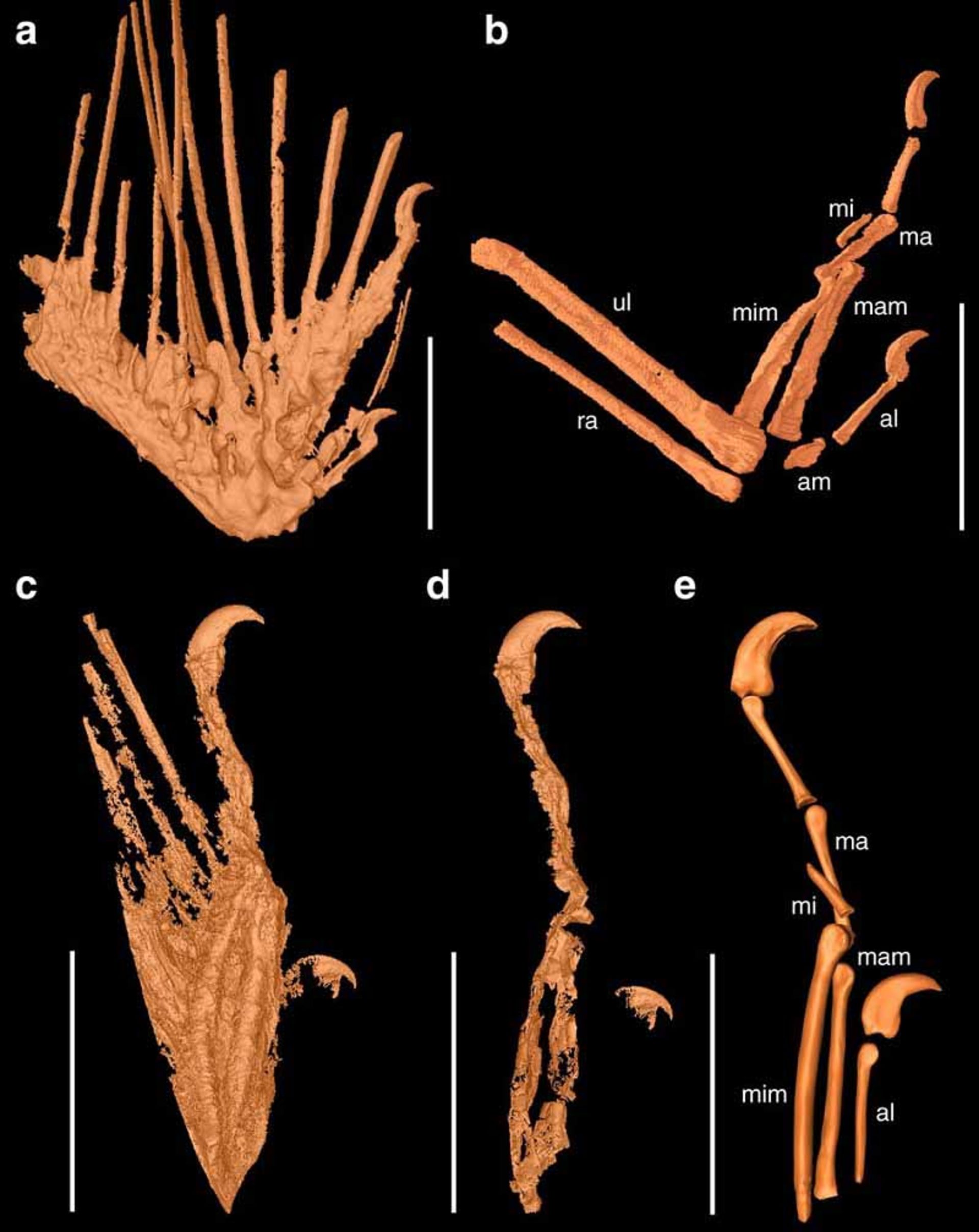 بال دایناسور