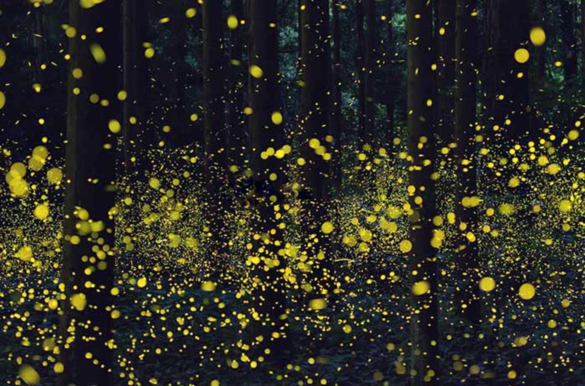 تابستانی رویایی با حضور کرم های شب‌تاب