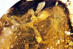 کشف بال دایناسور پرنده‌ی ۹۹ میلیون ساله که درون یک کهربا سالم مانده است