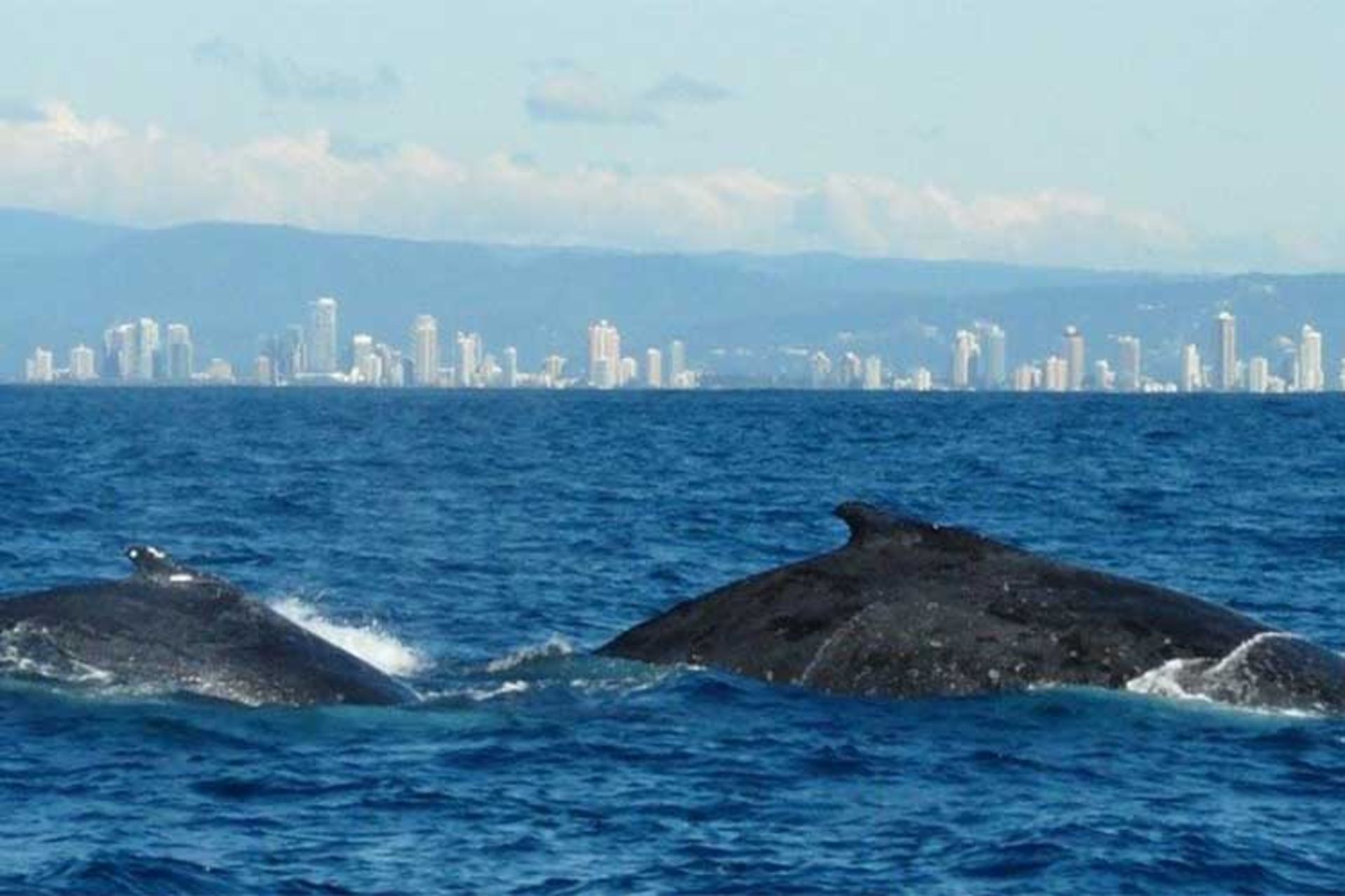 نهنگ و دلفین