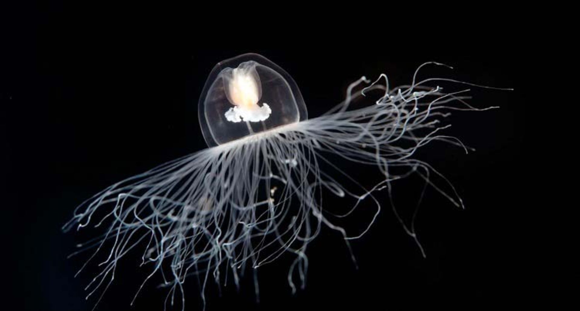 عروس دریایی