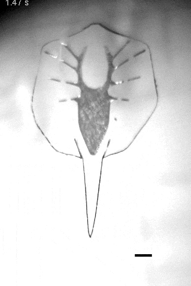 Robot Stingray