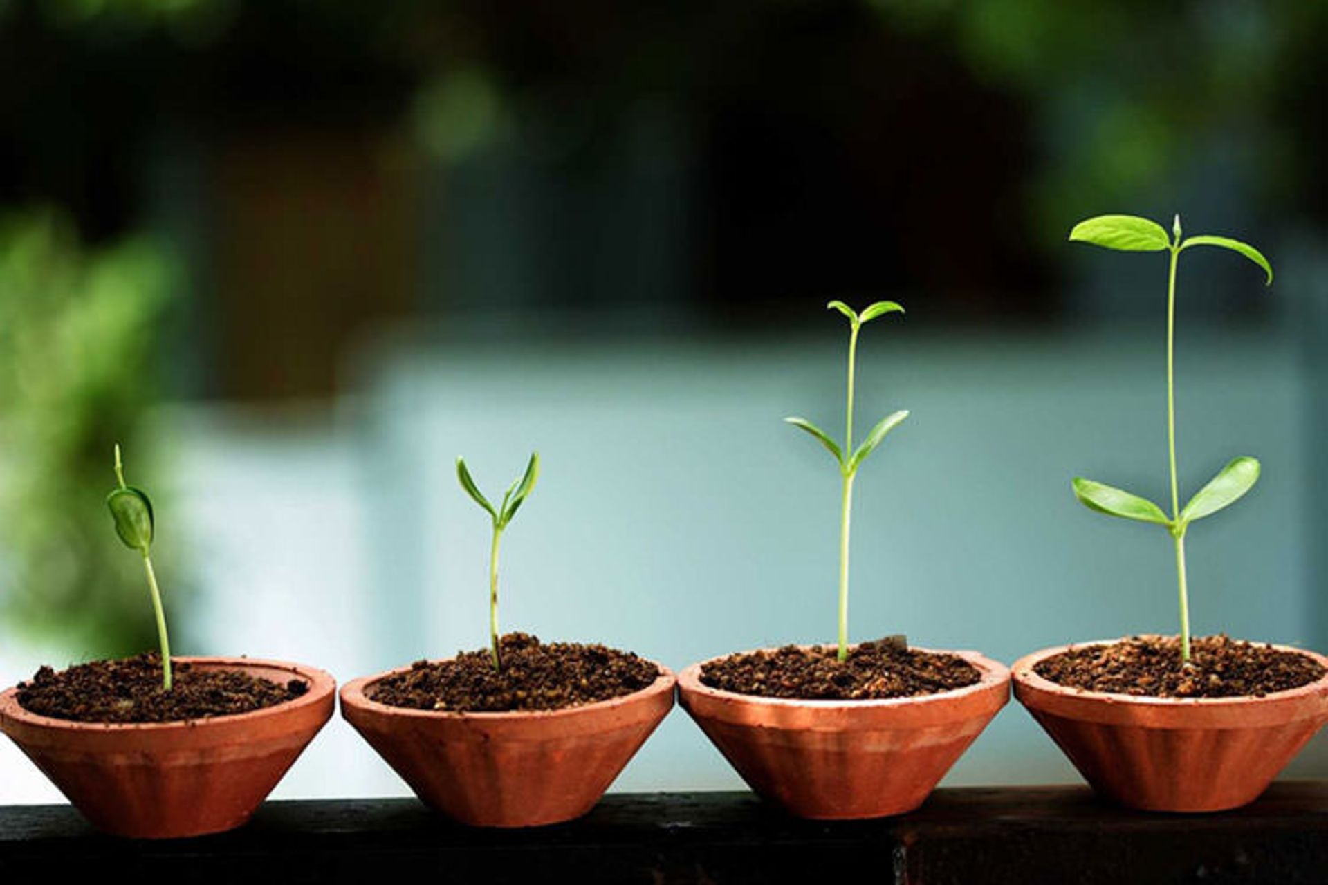 شتاب دهنده seed accelerator