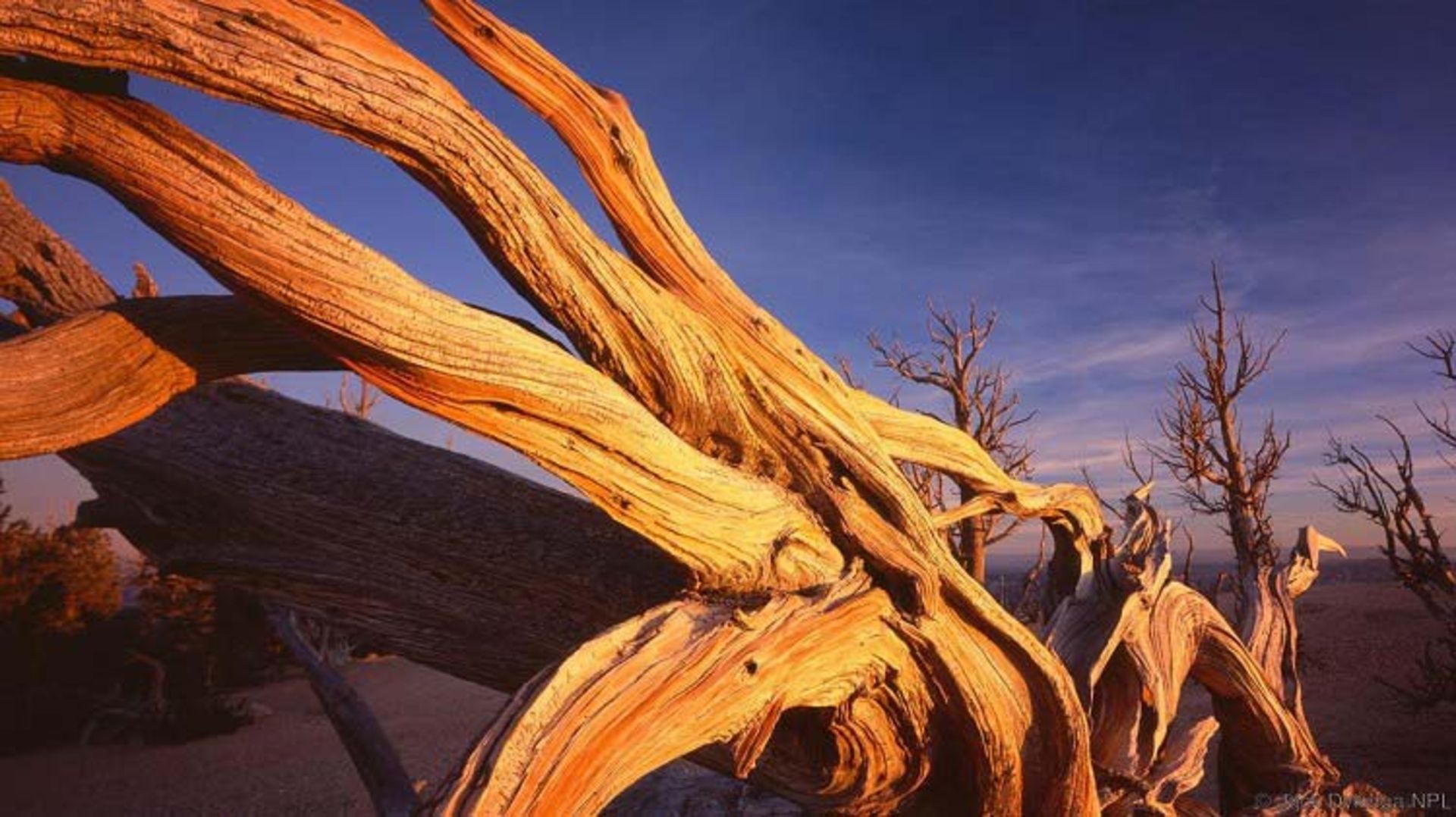 کاج زبر میوه