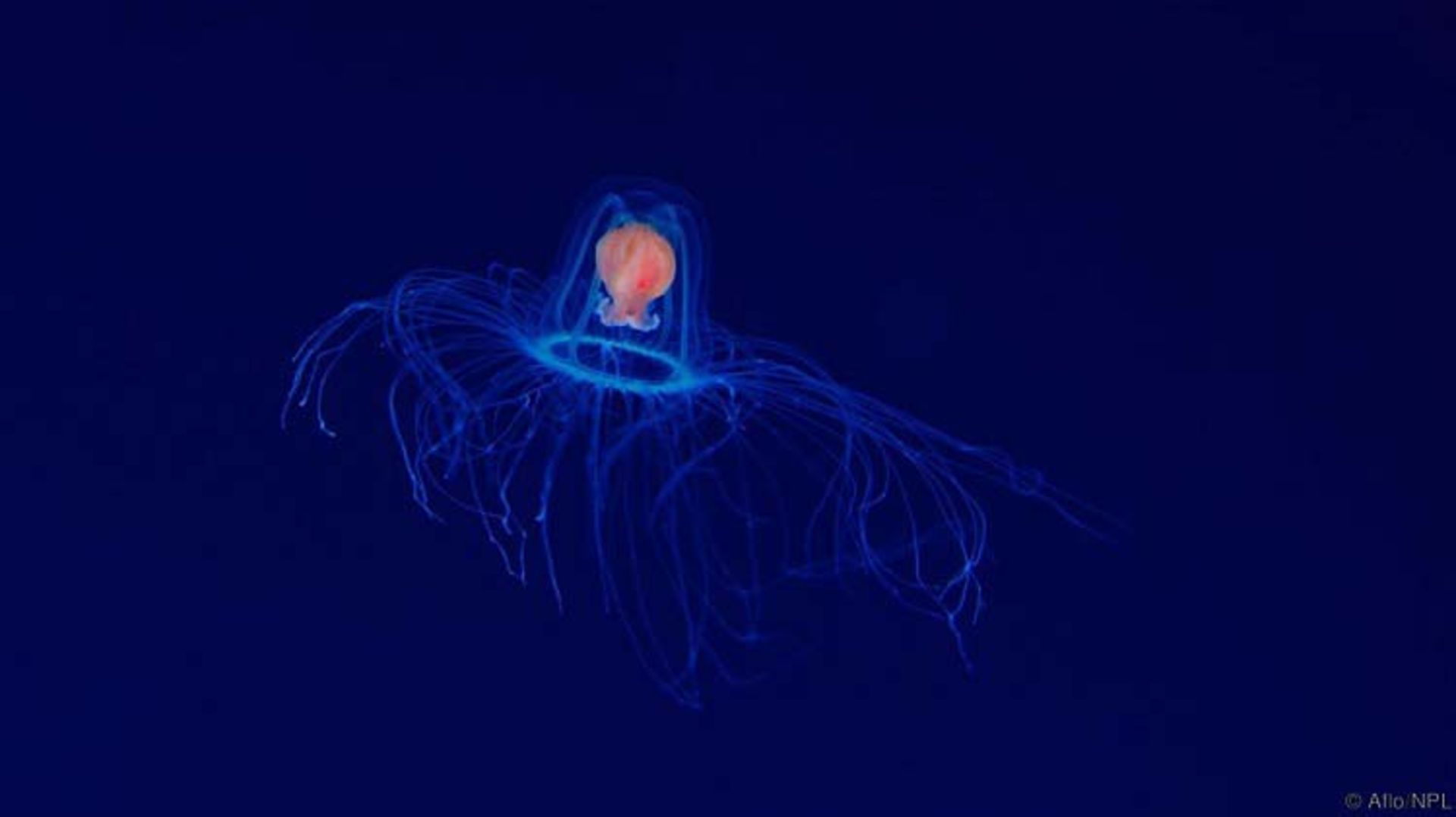 عروس دریایی