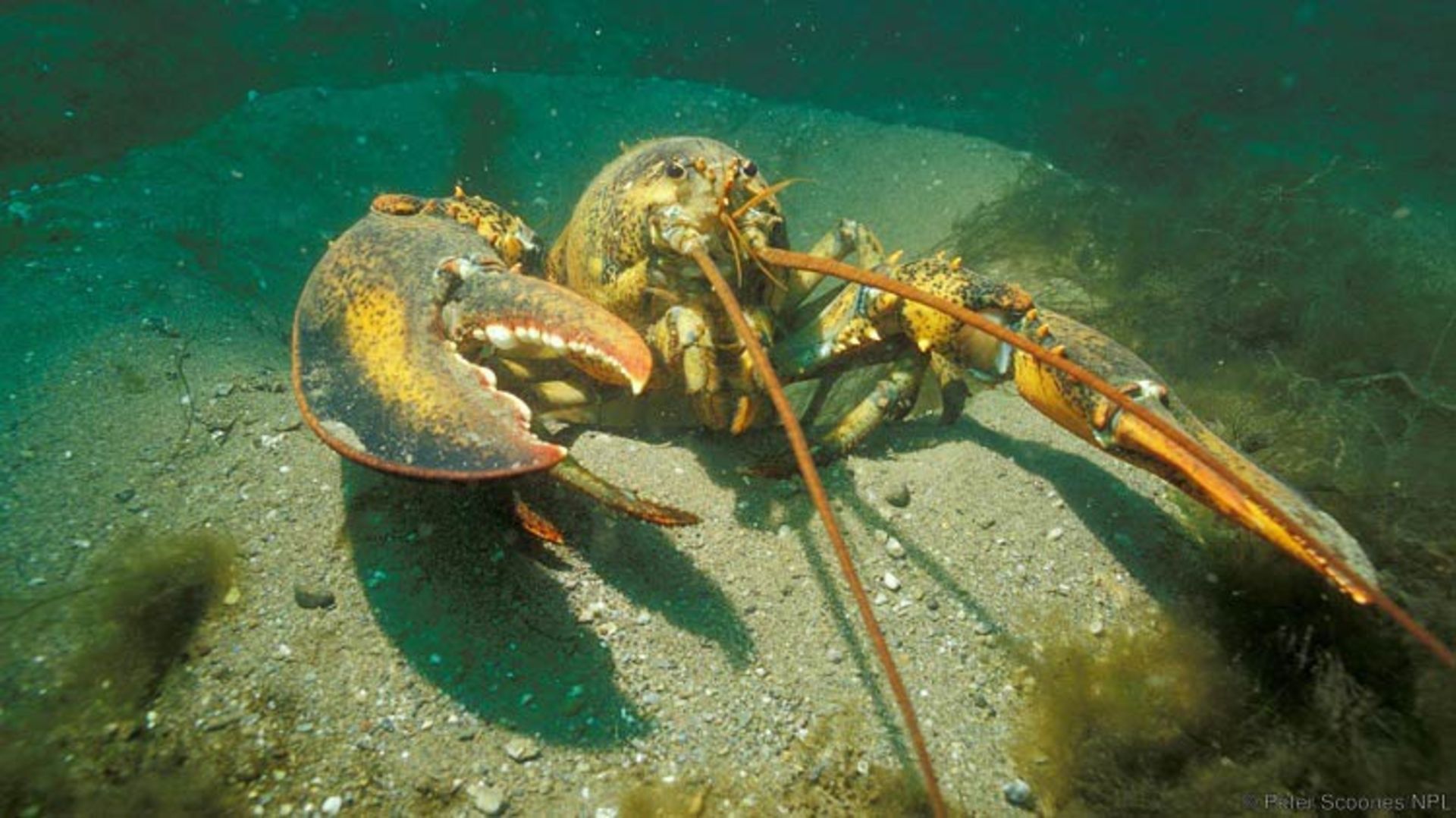 حیات جاودانه