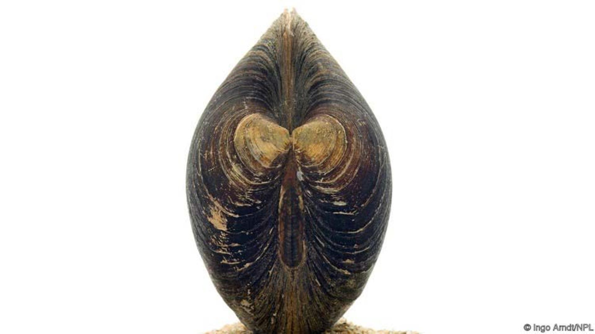 صدف مینگ