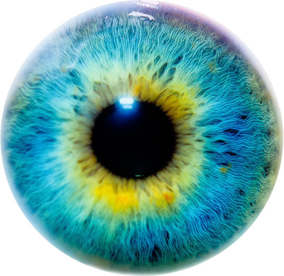 Iris