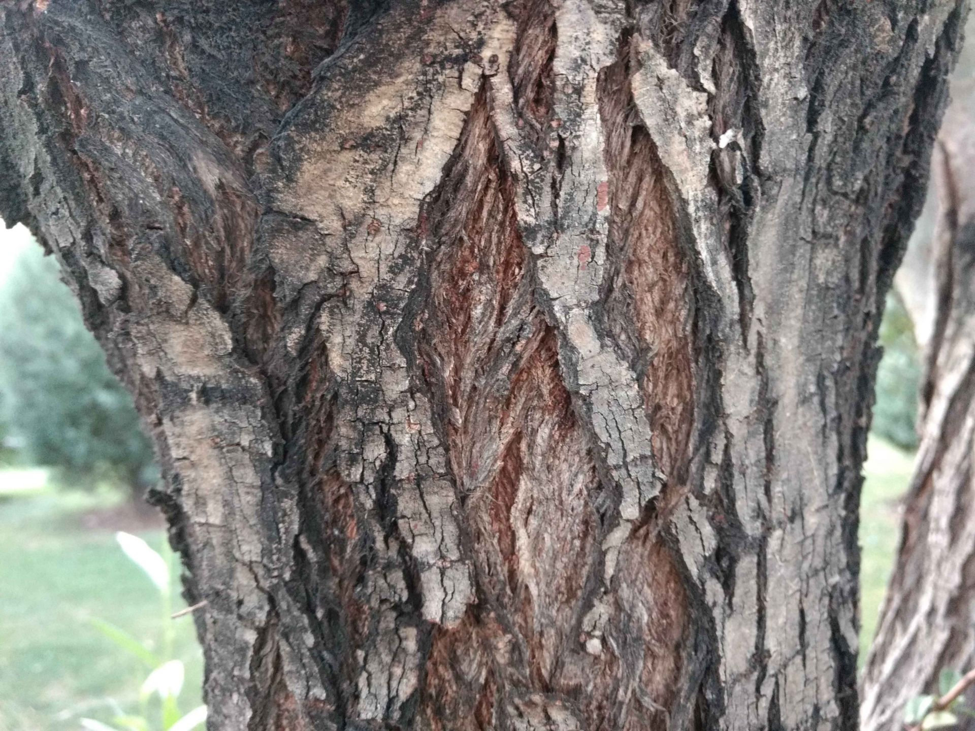 نمونه تصاویر موتو جی 4 