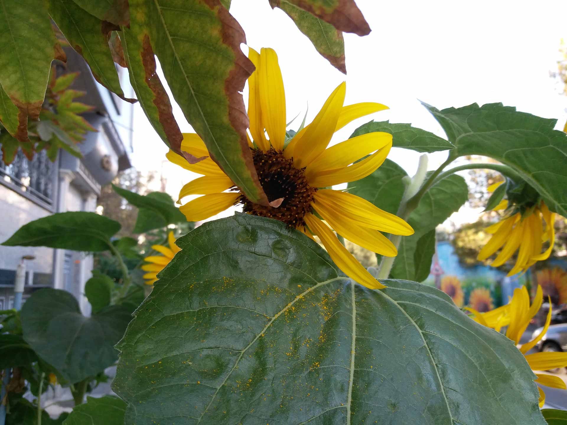 نمونه تصاویر گلکسی سی 5