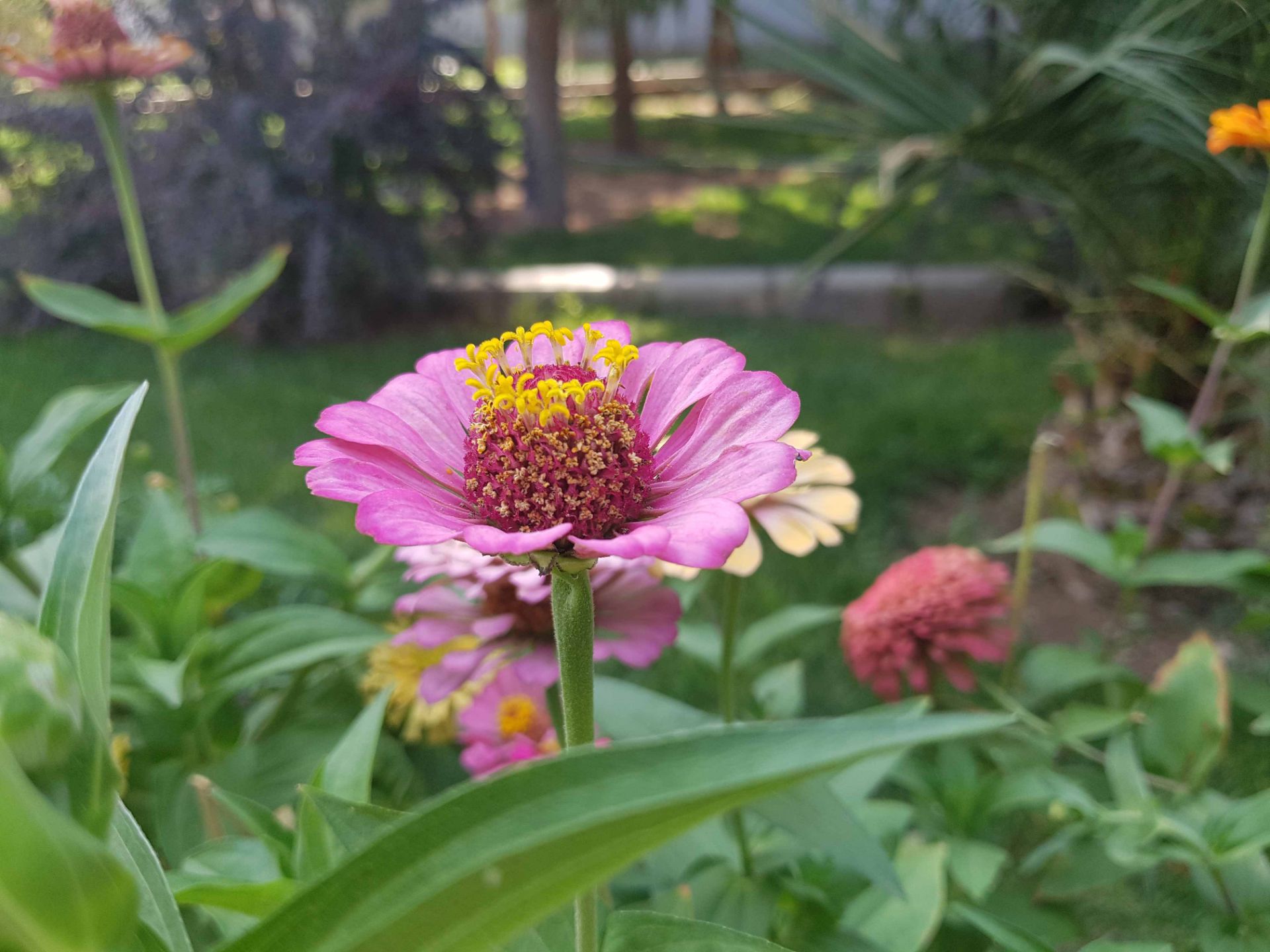 نمونه تصاویر گلکسی نوت 7