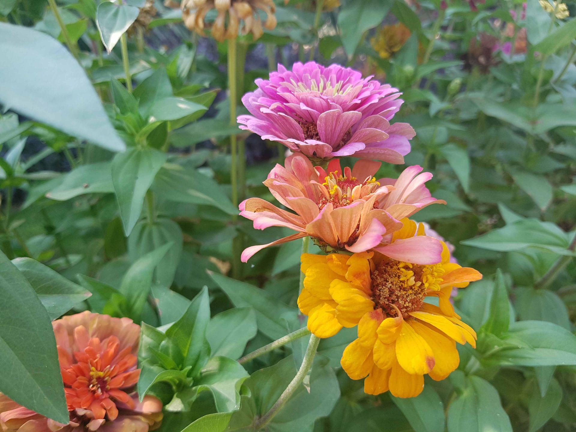 نمونه تصاویر گلکسی نوت 7