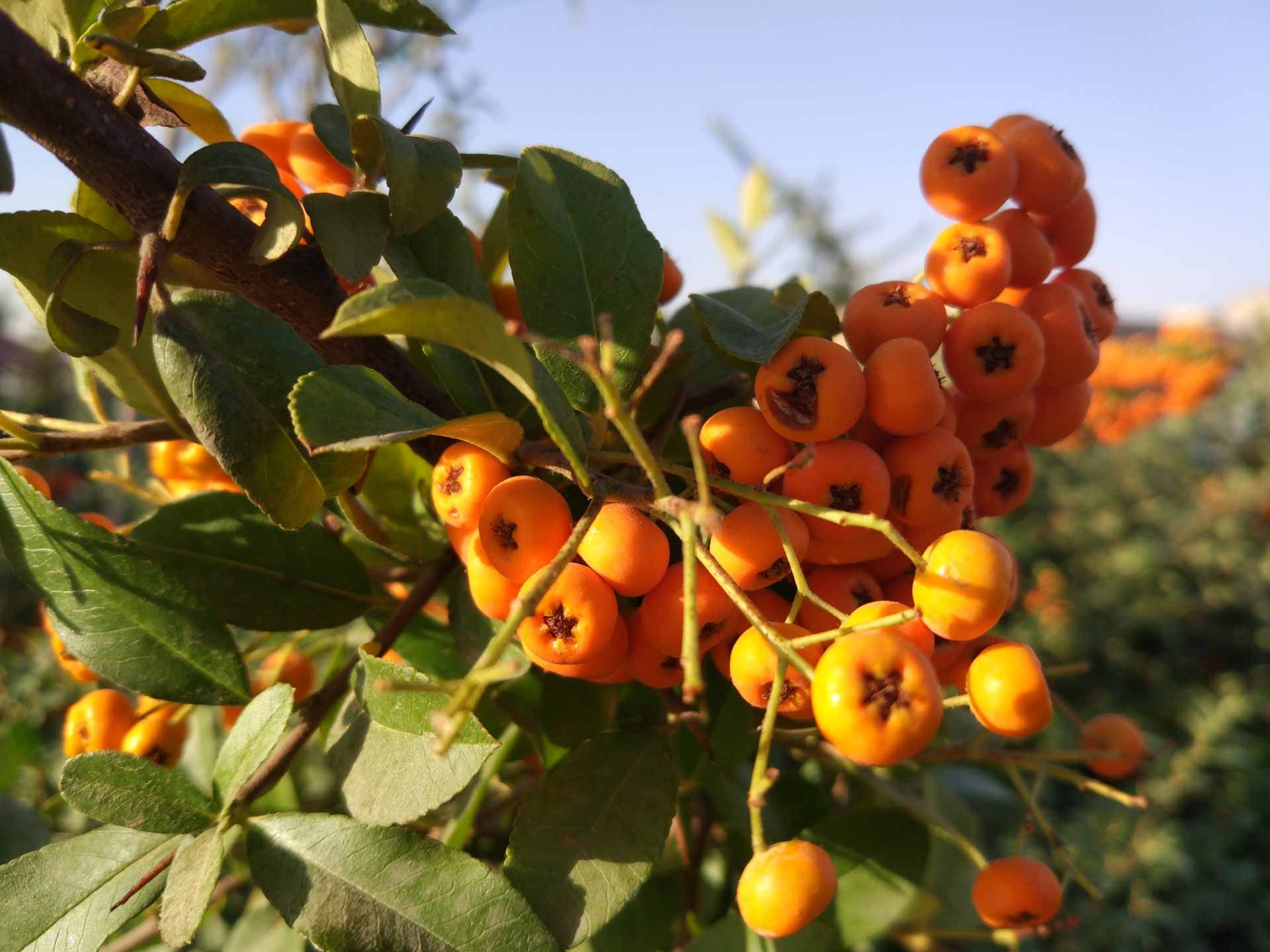 گالری تصاویر دوربین می 5