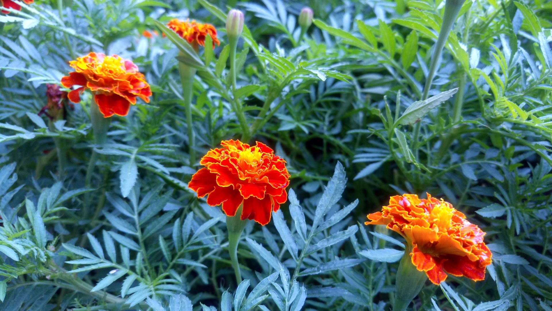 نمونه تصاویر اکسپریا XA اولترا