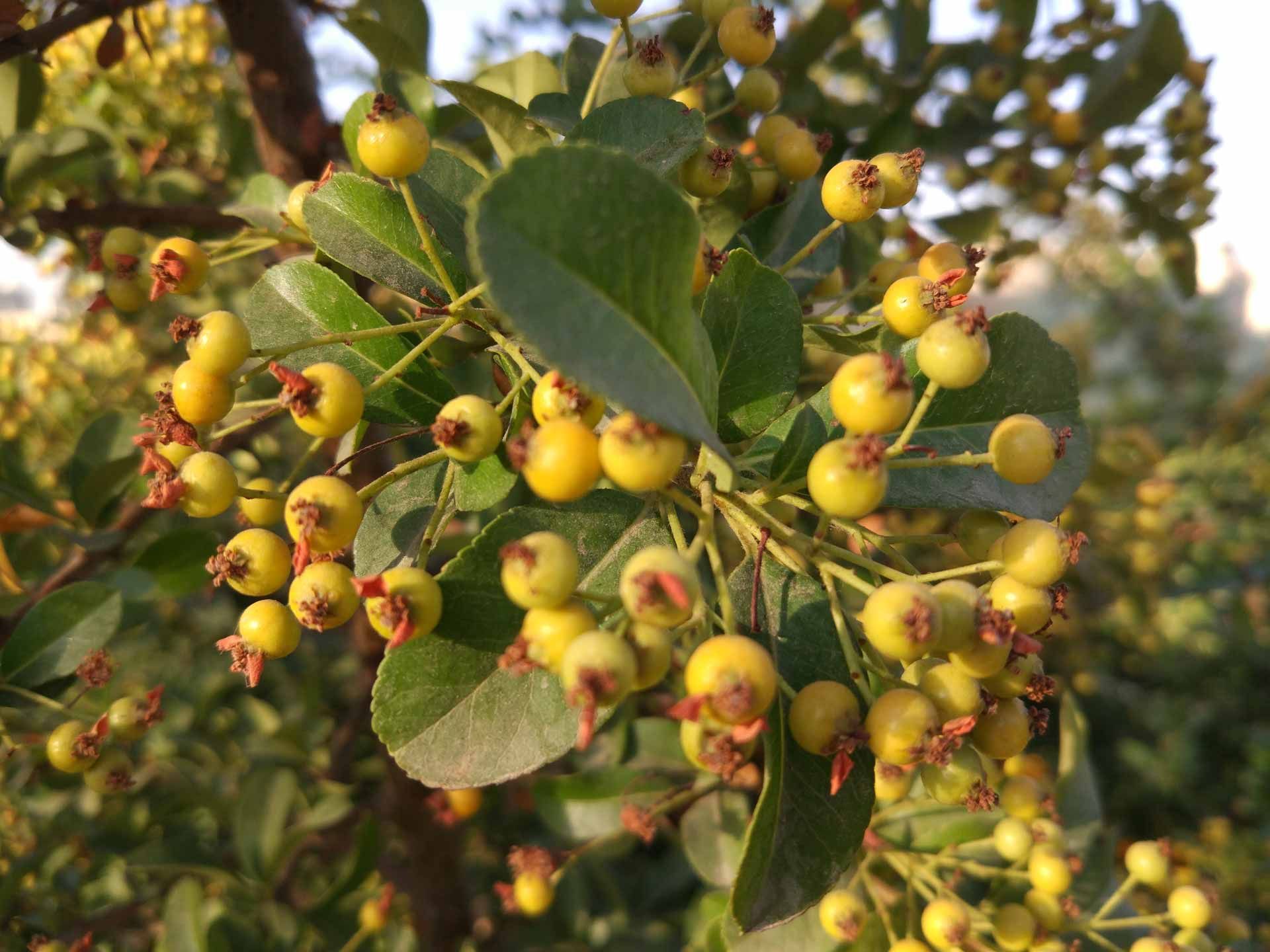 گالری تصاویر دوربین می 5