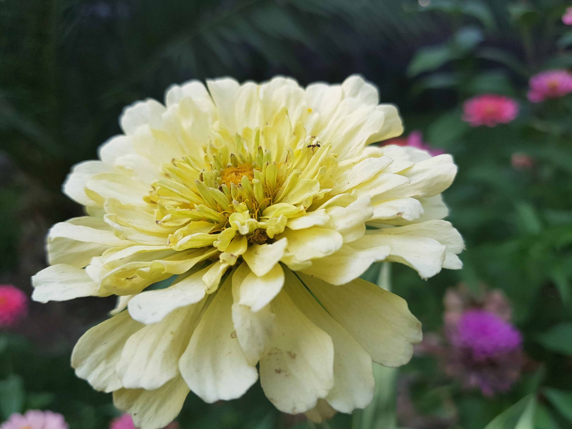 نمونه تصاویر گلکسی نوت 7