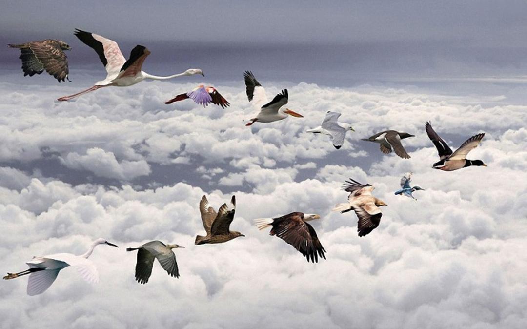 BIRD