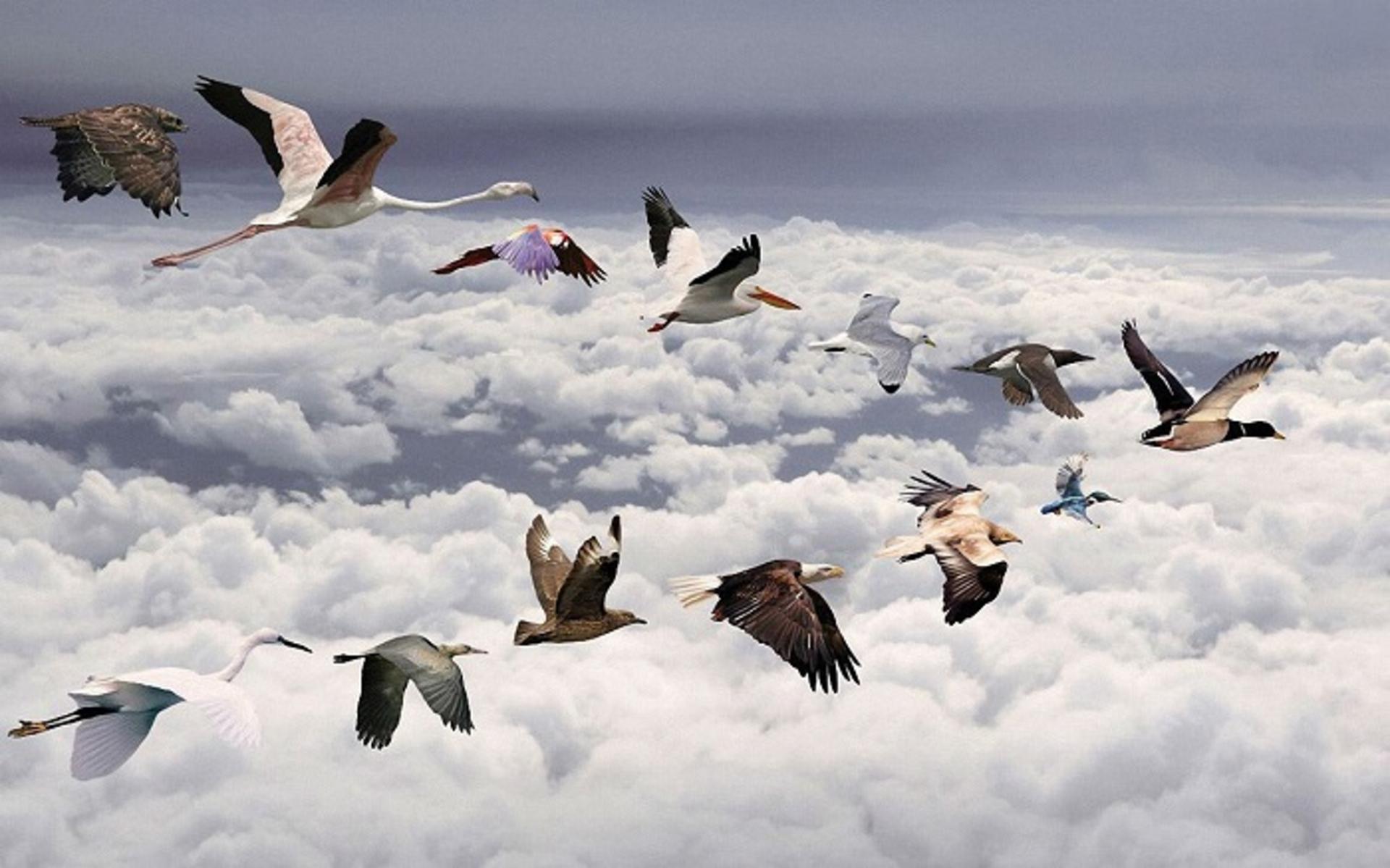 BIRD