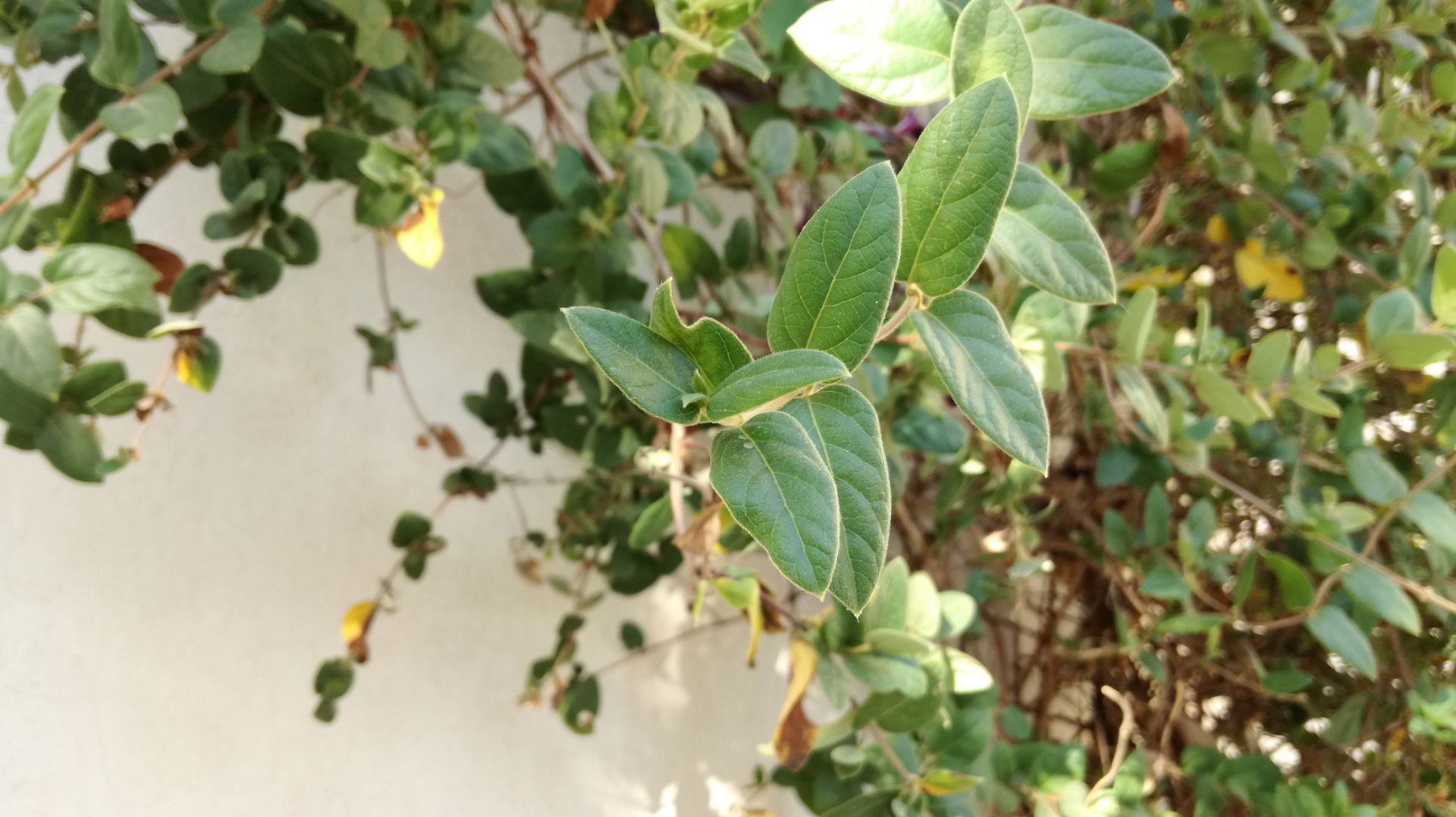 نمونه تصاویر ثبت شده می 9 لایت