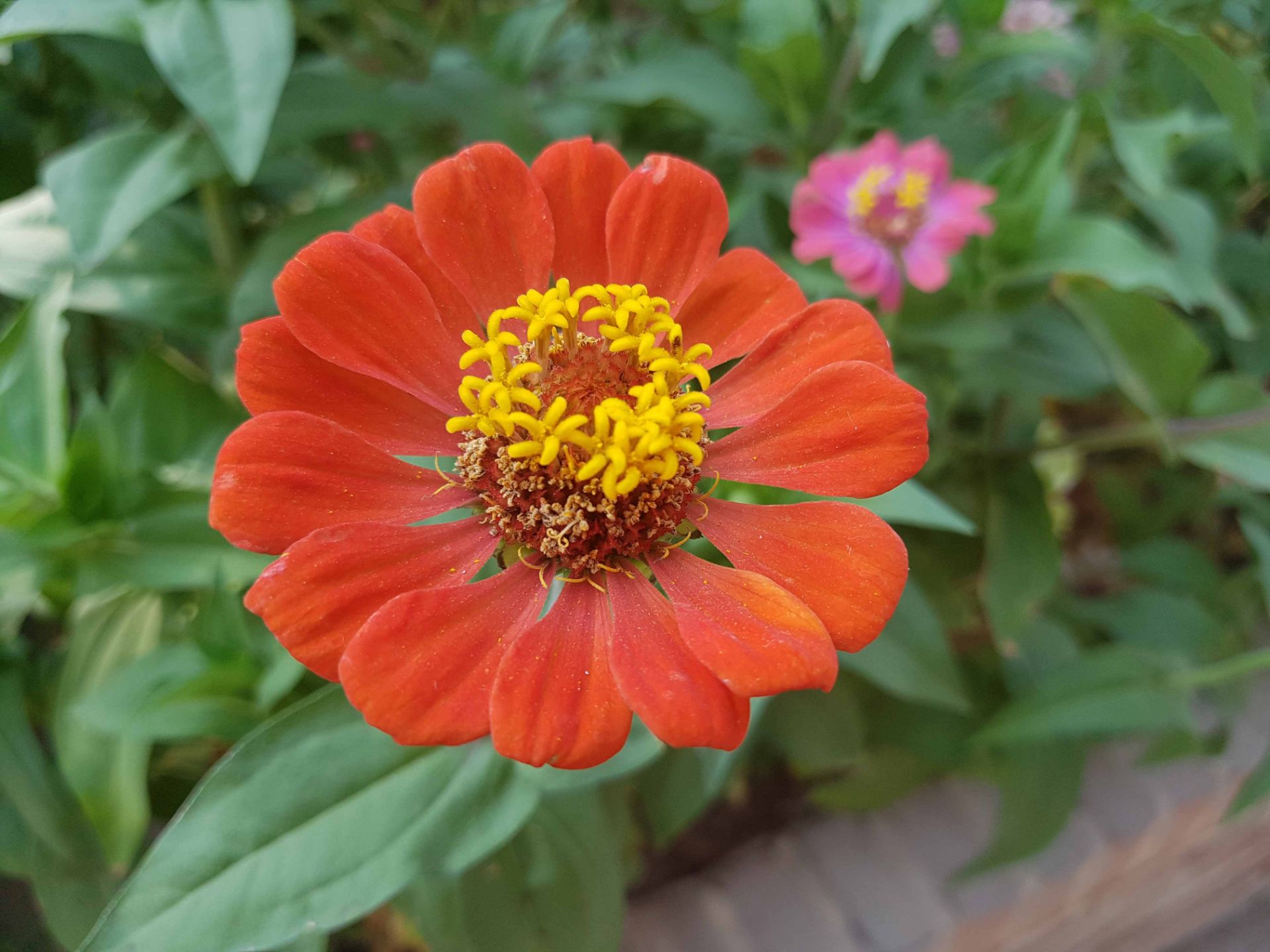 نمونه تصاویر گلکسی نوت 7