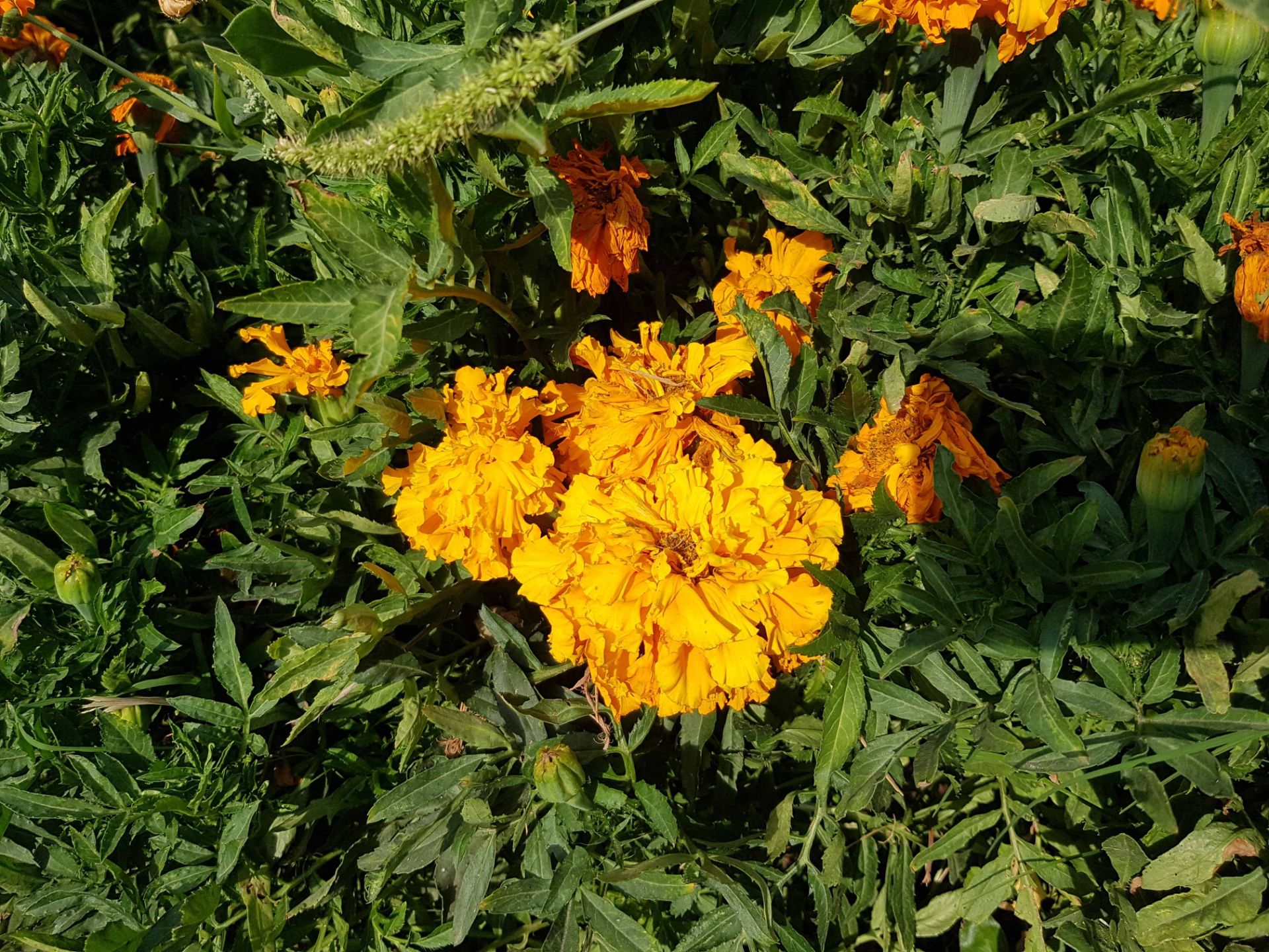 نمونه عکس گلکسی نوت 7