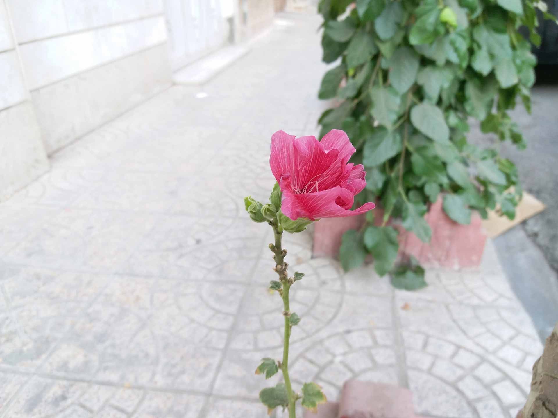 نمونه تصاویر گلکسی سی 5