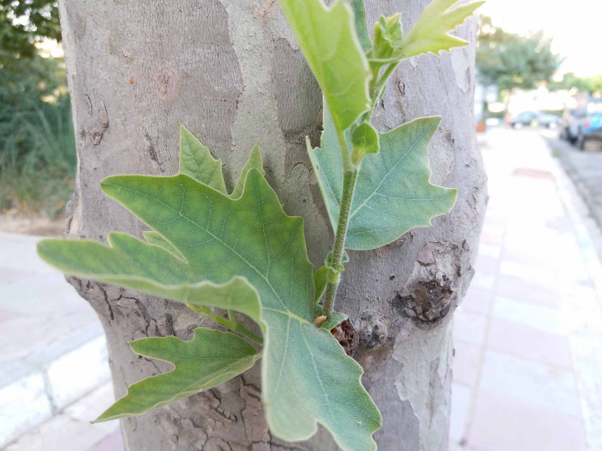 نمونه تصاویر گلکسی سی 5