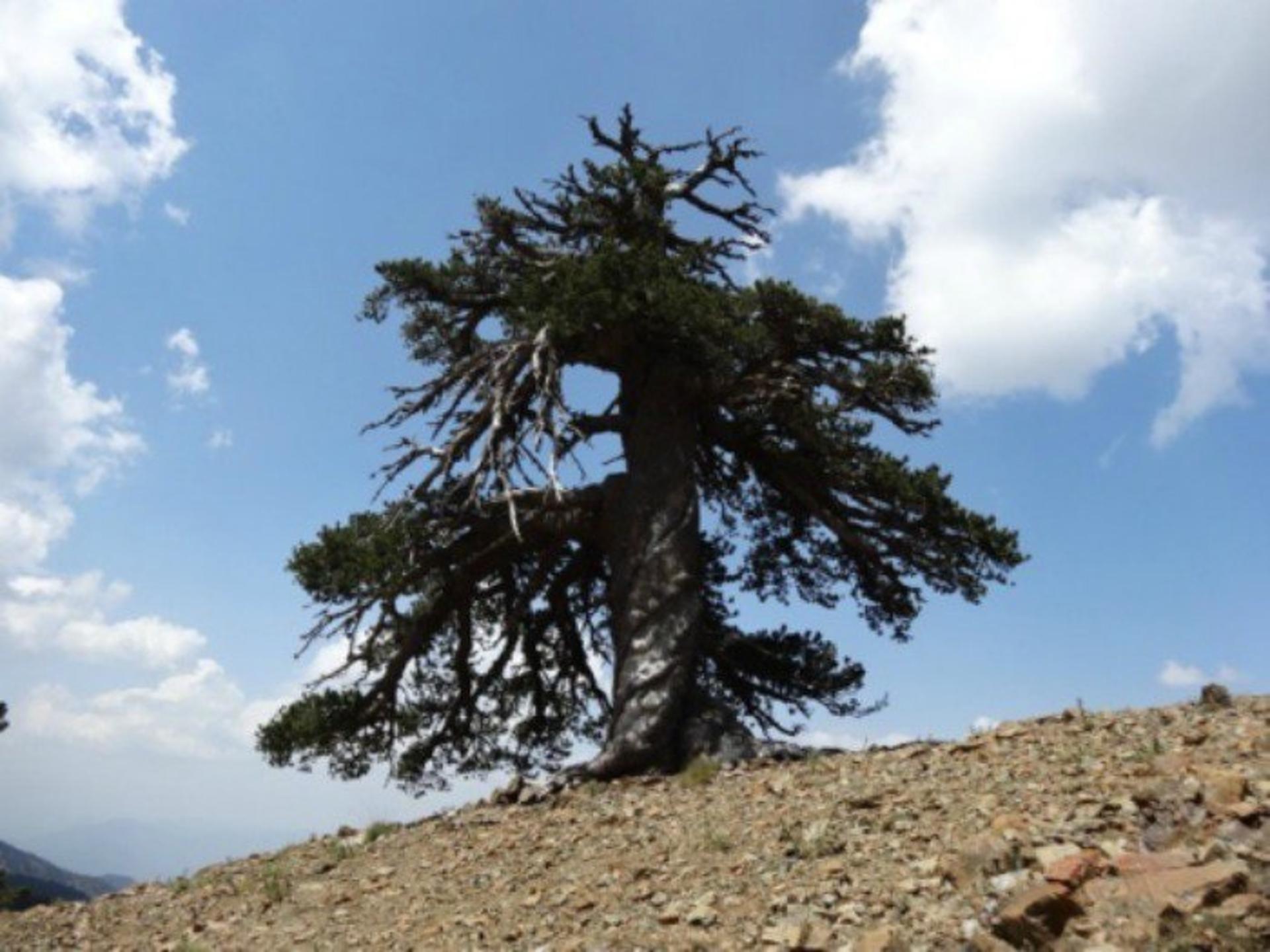 درخت کهن سال اروپا