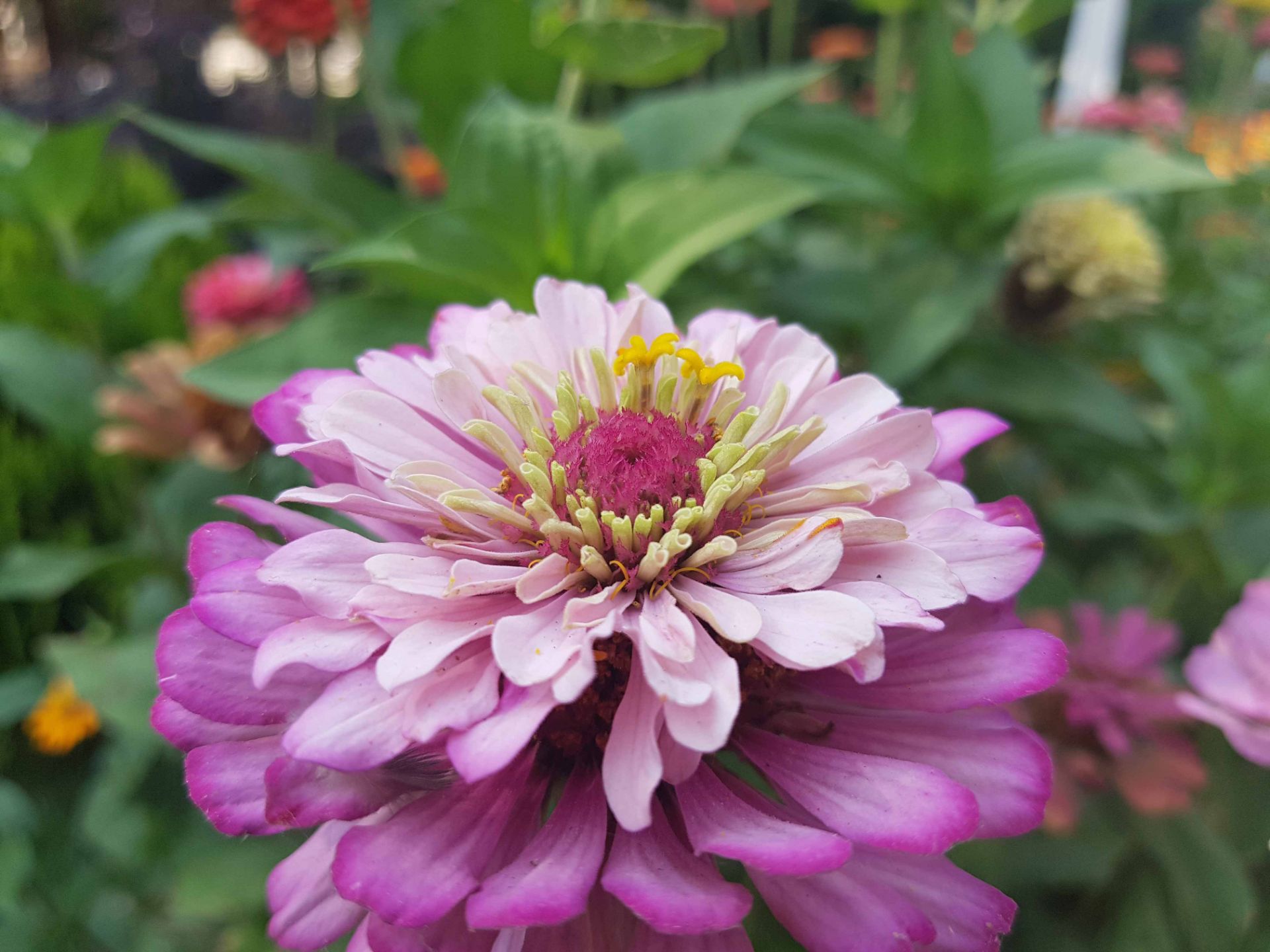 نمونه تصاویر گلکسی نوت 7